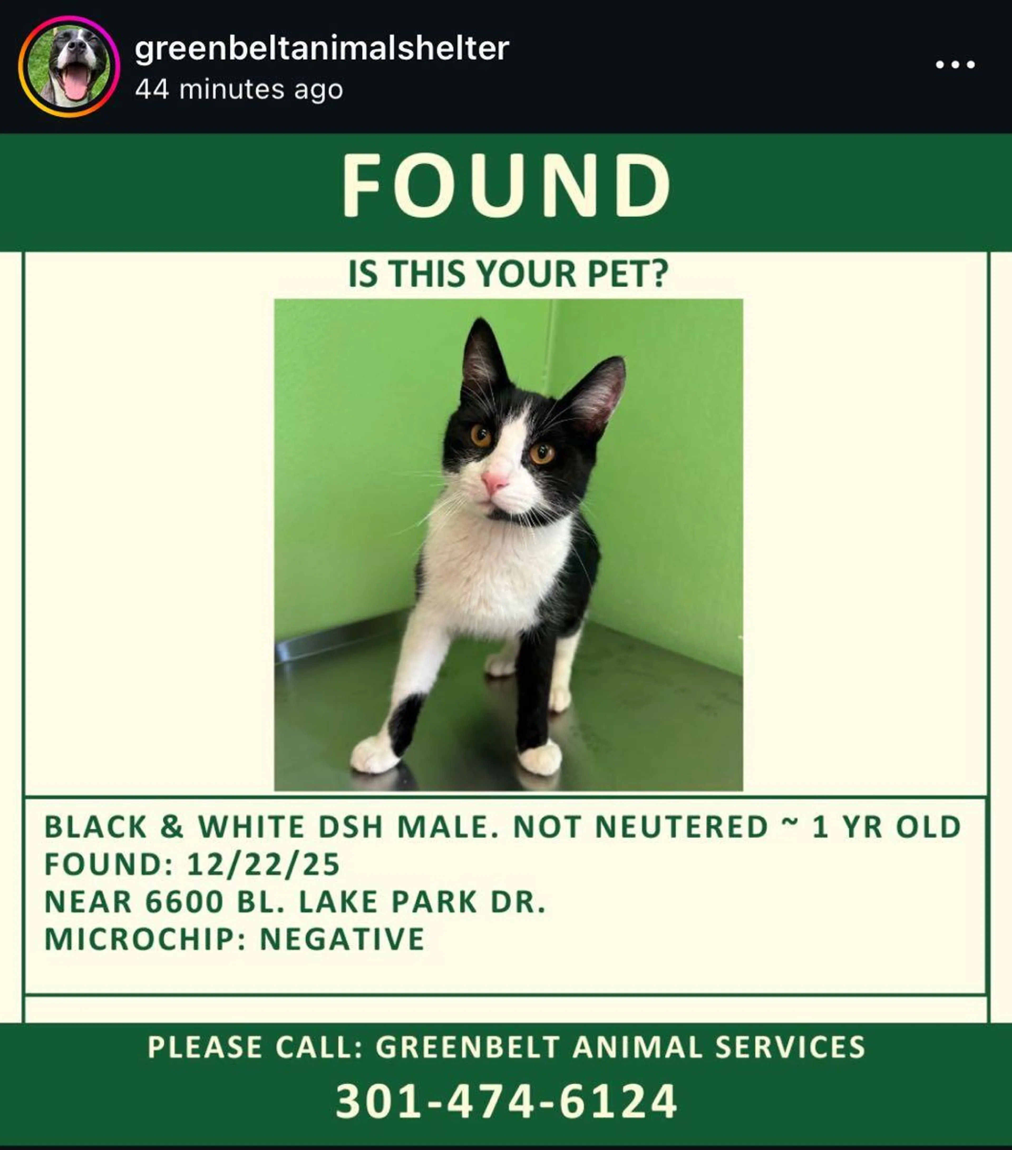 Found pet