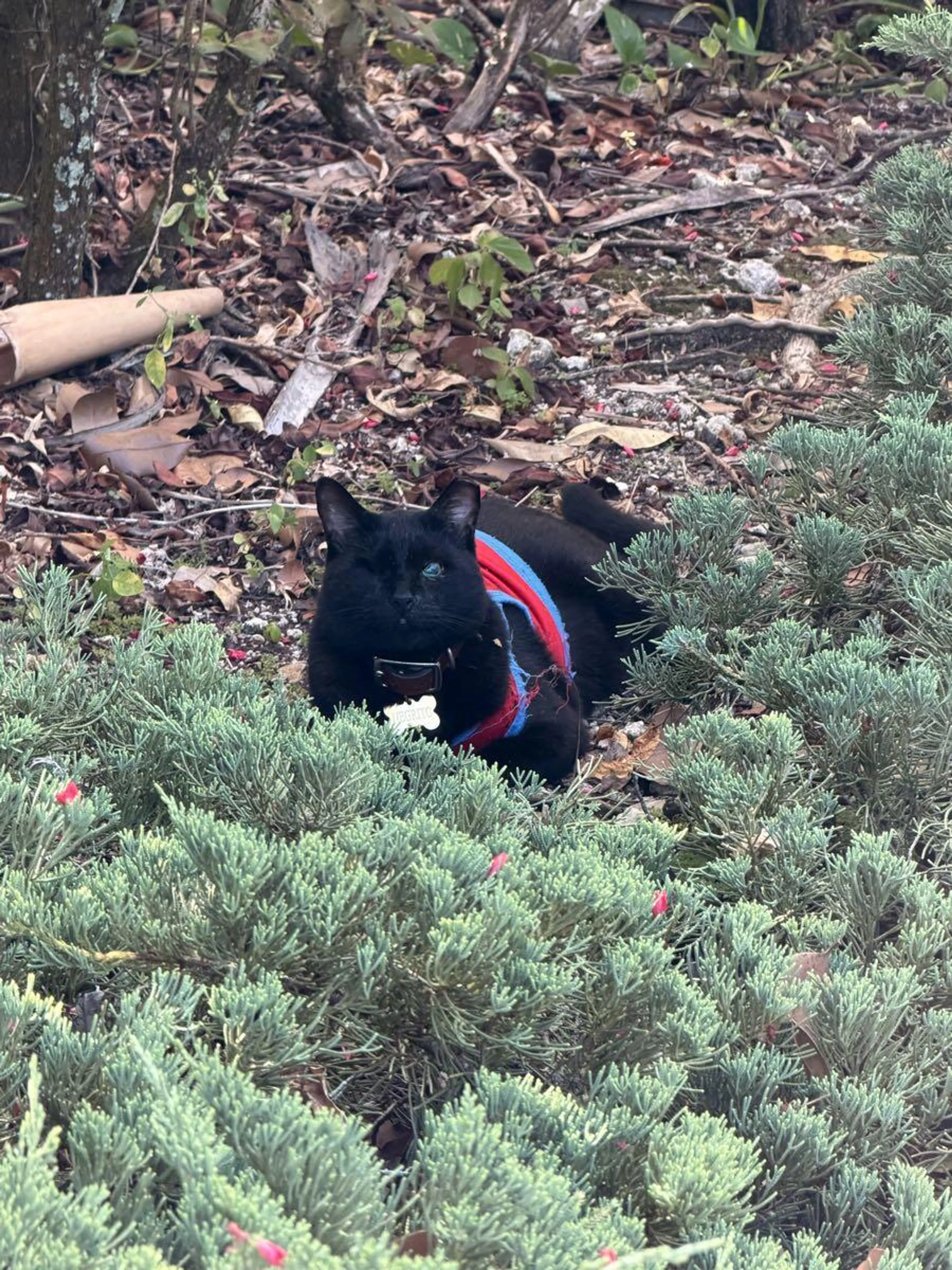 Found pet