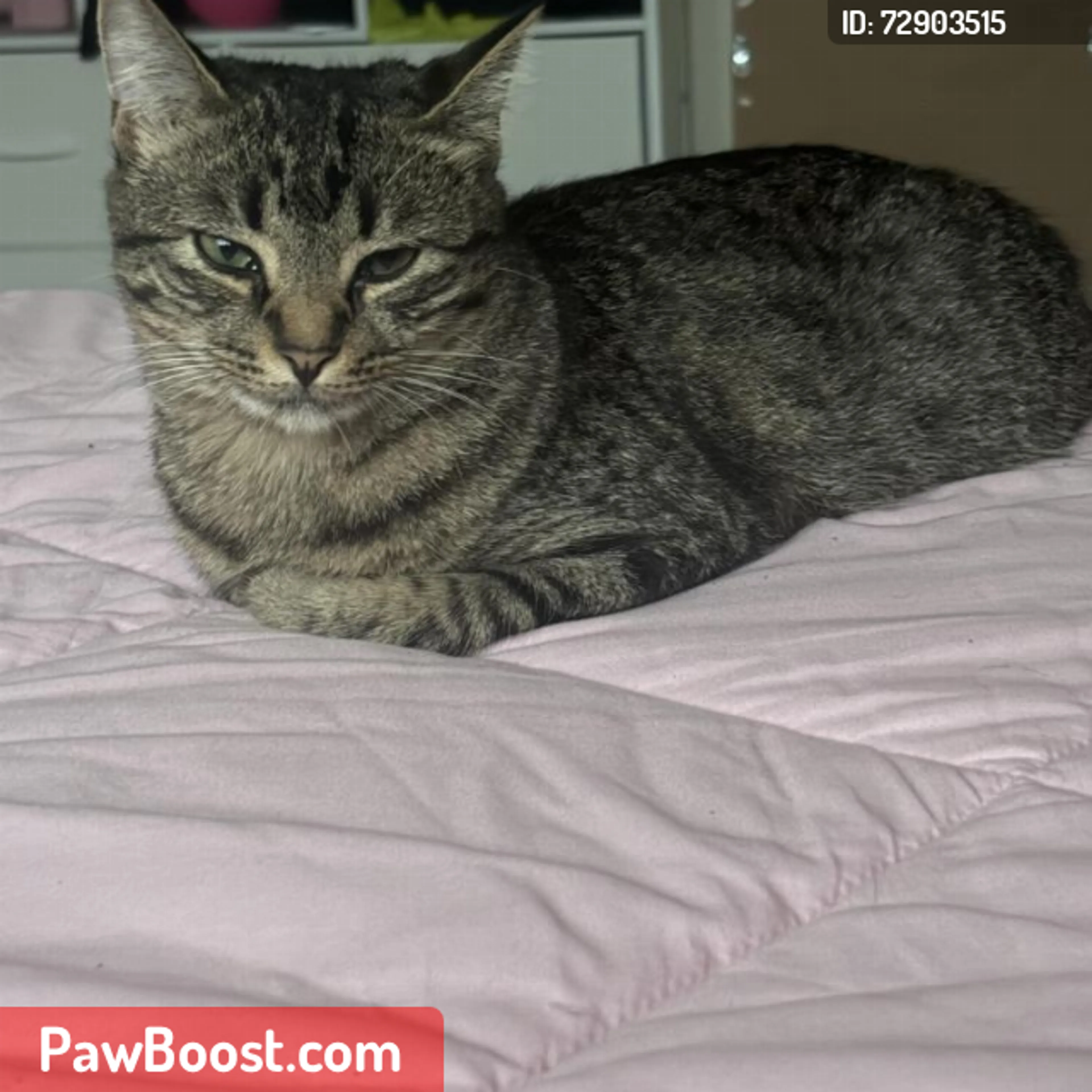 Lost pet