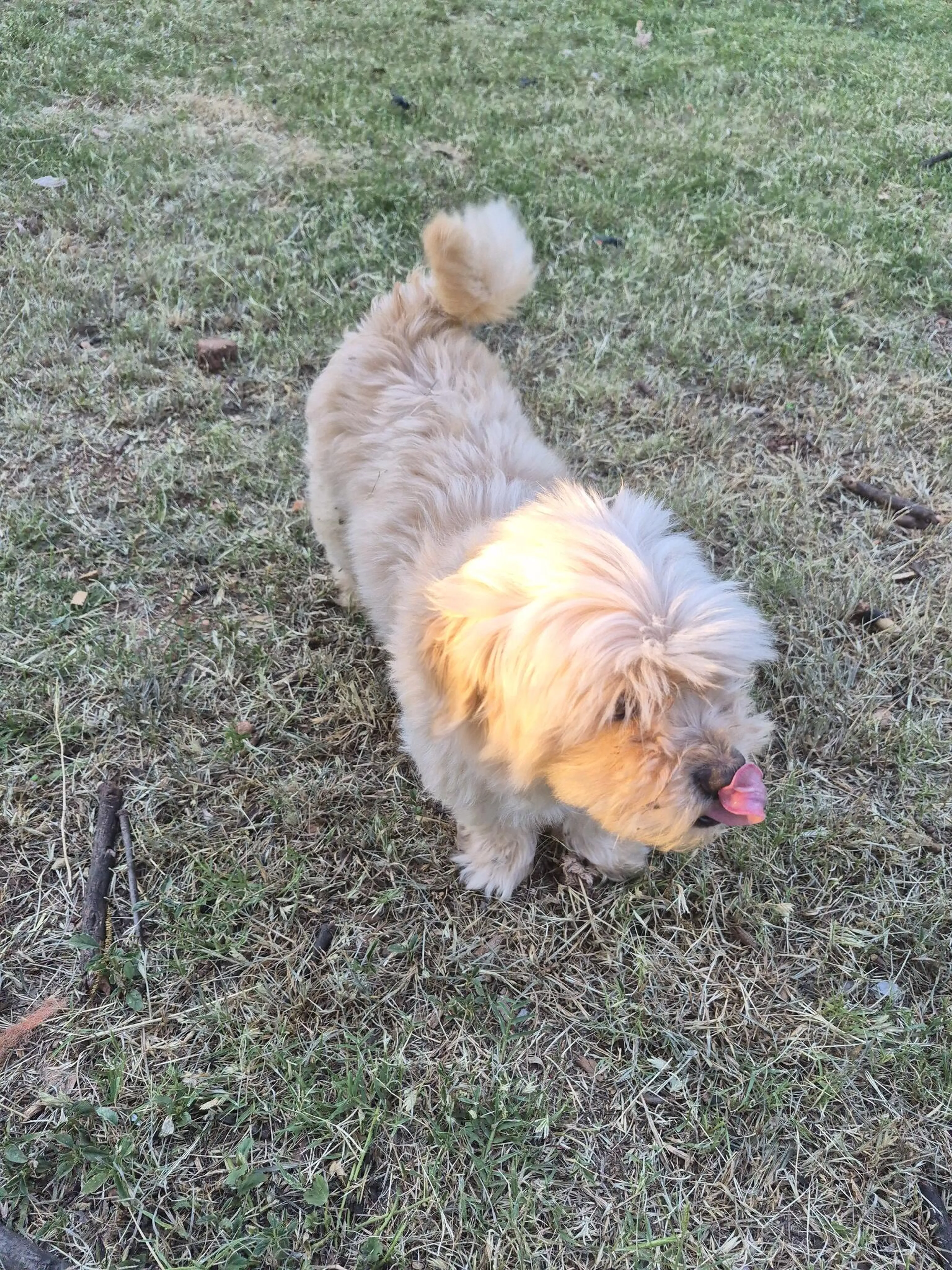 Found pet