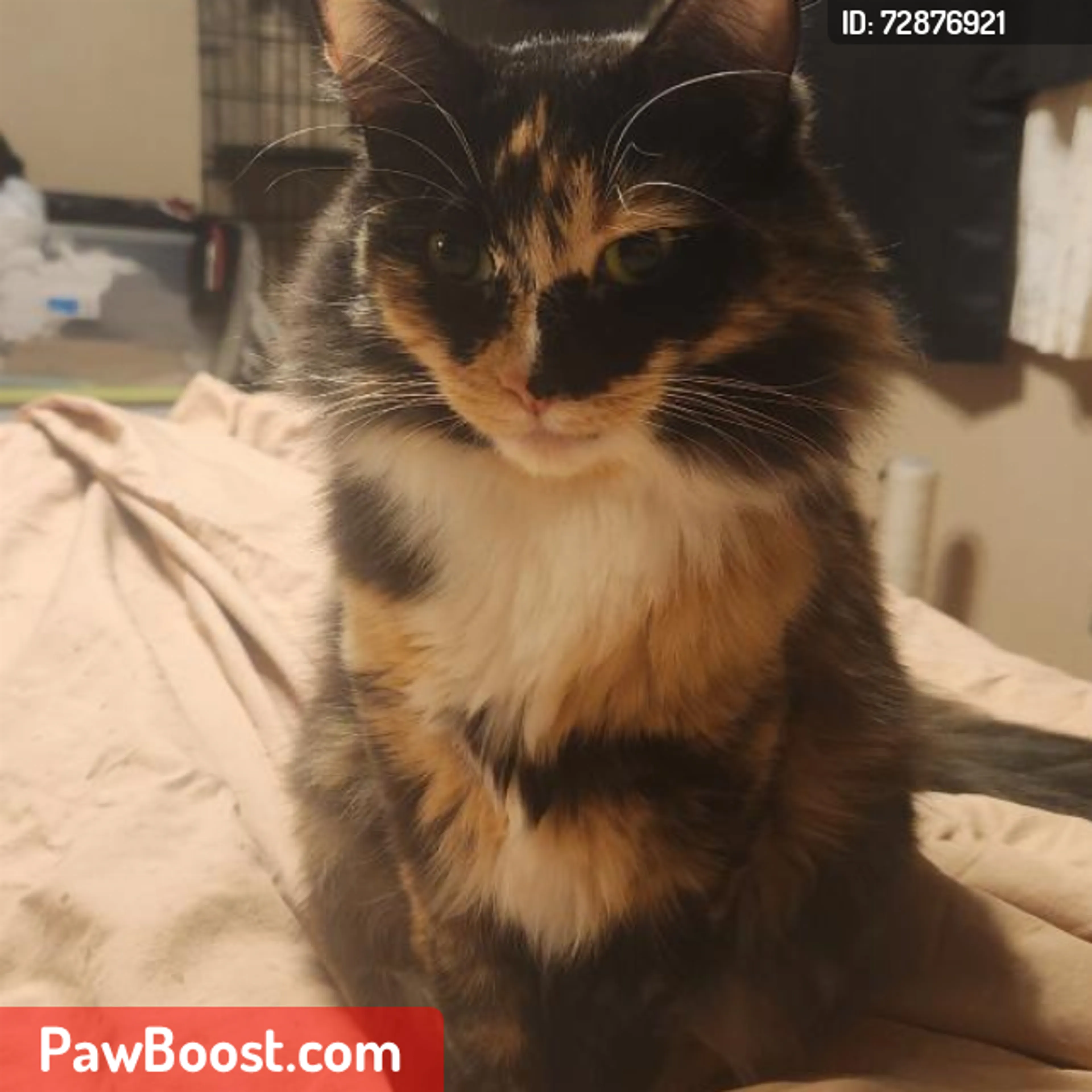 Lost pet