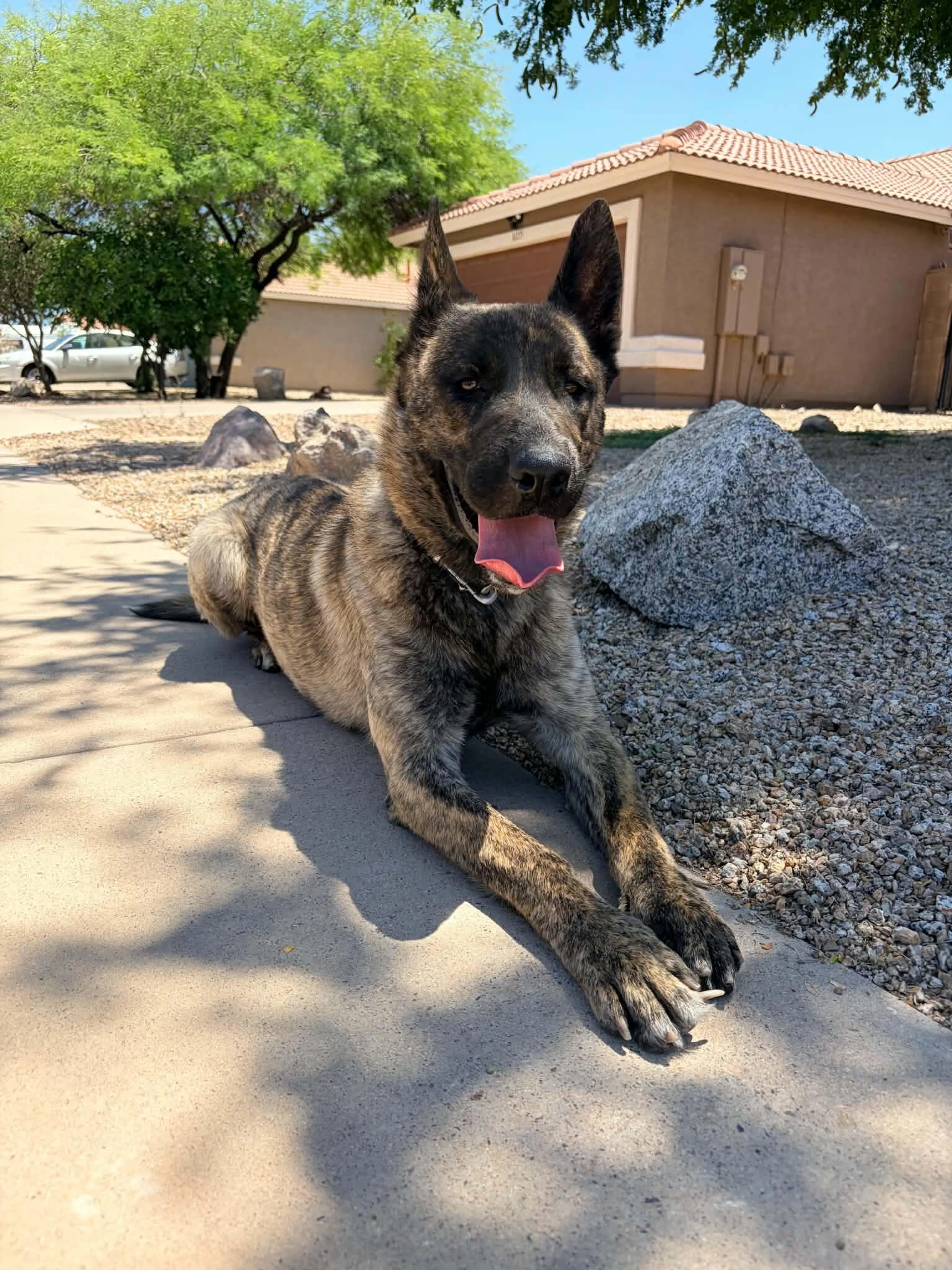 Found pet