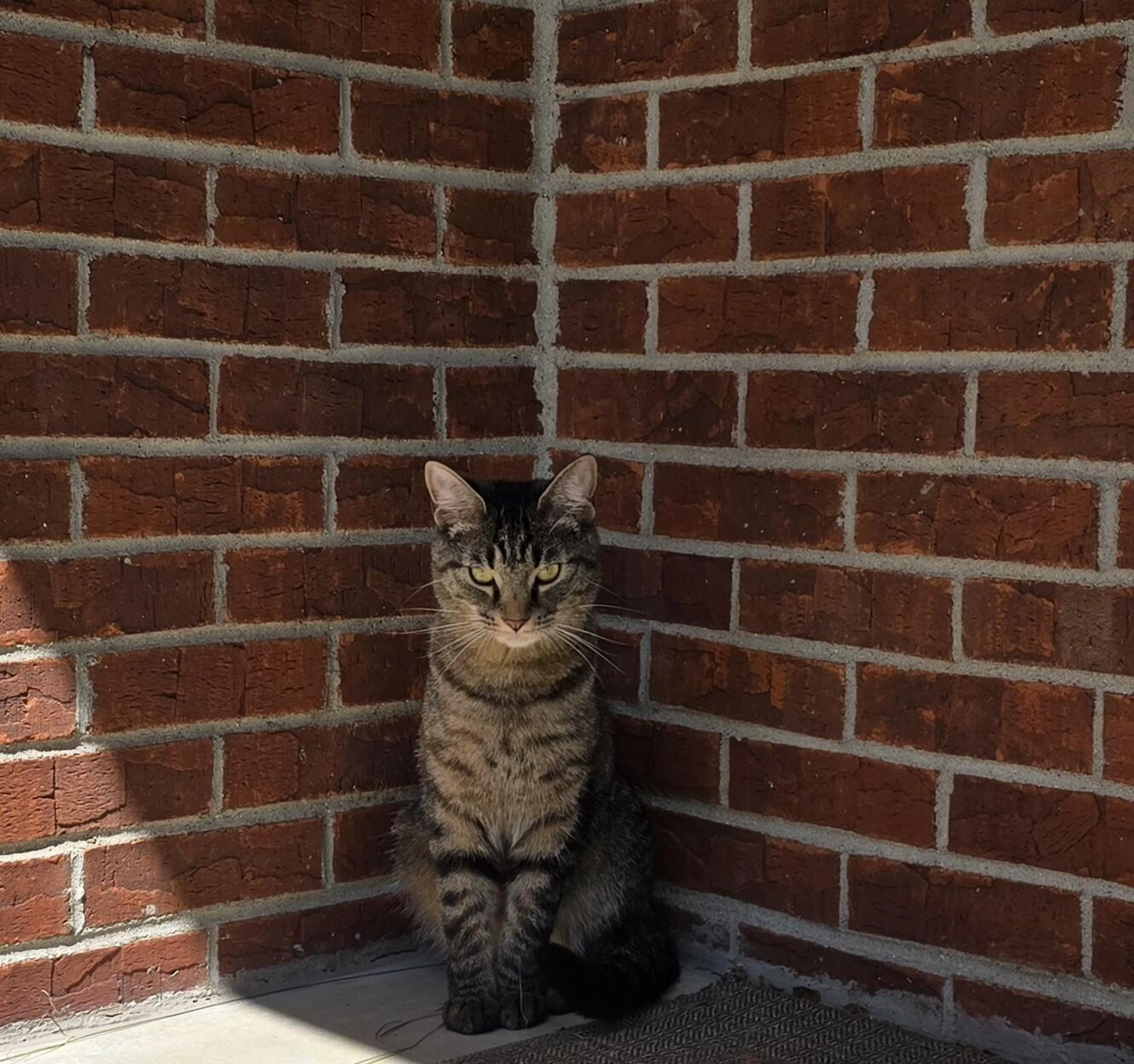 Lost pet