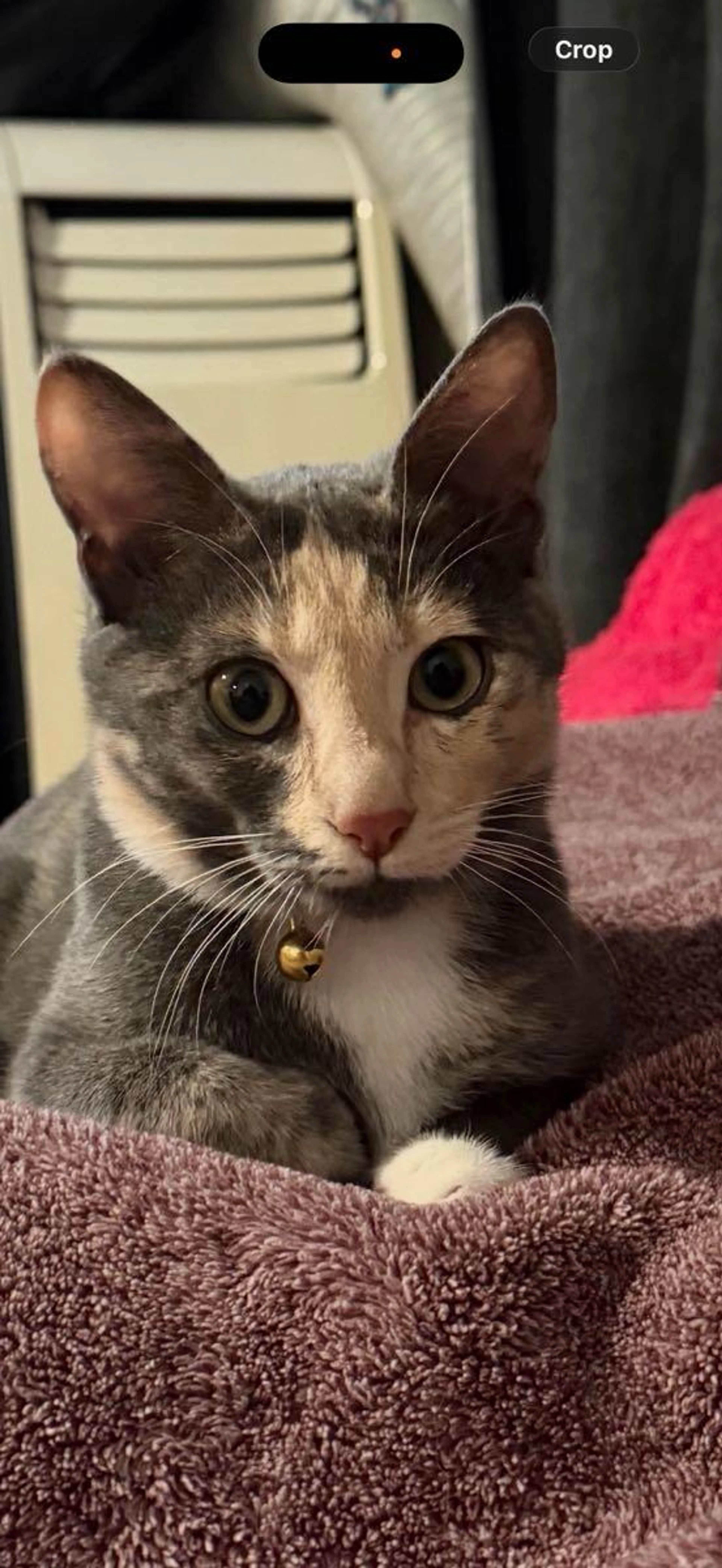 Lost pet