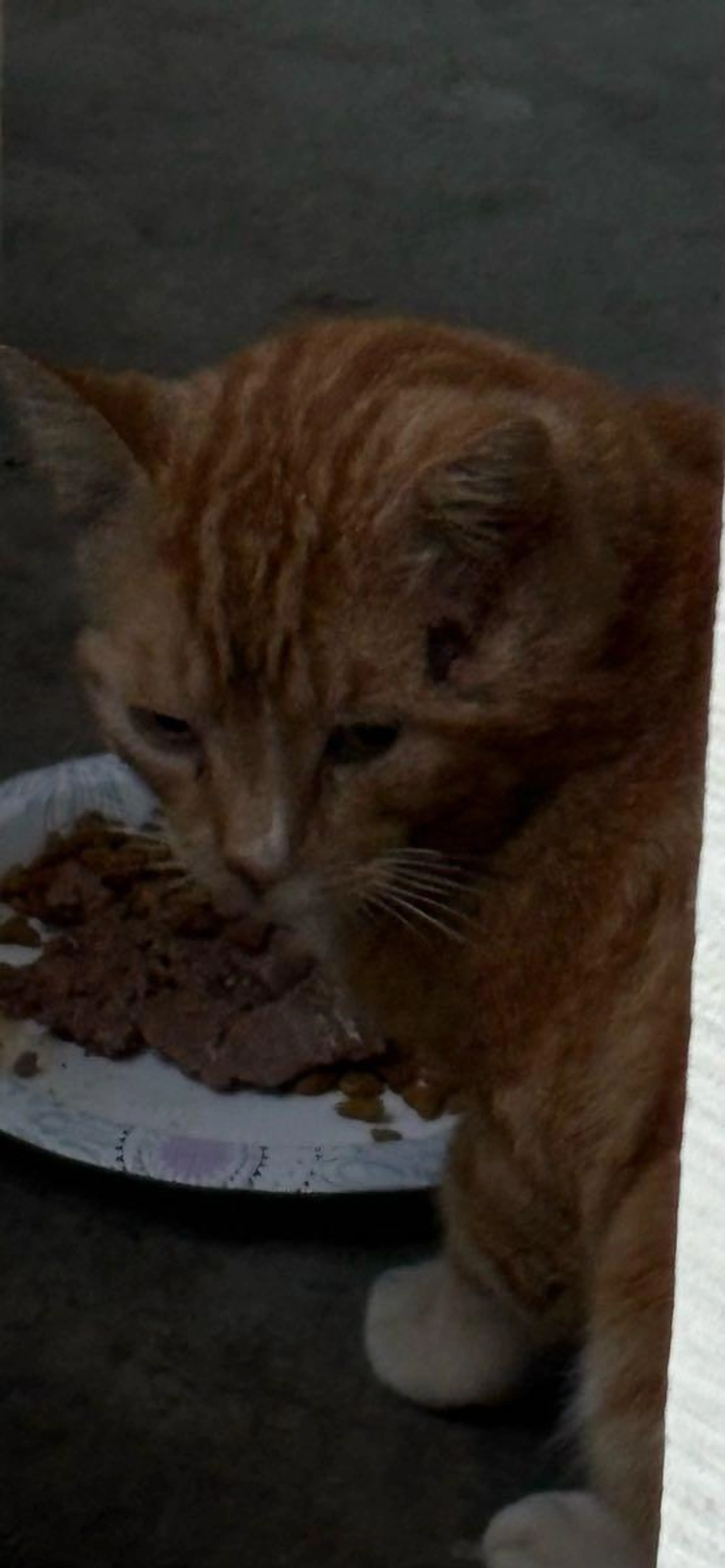 Found pet
