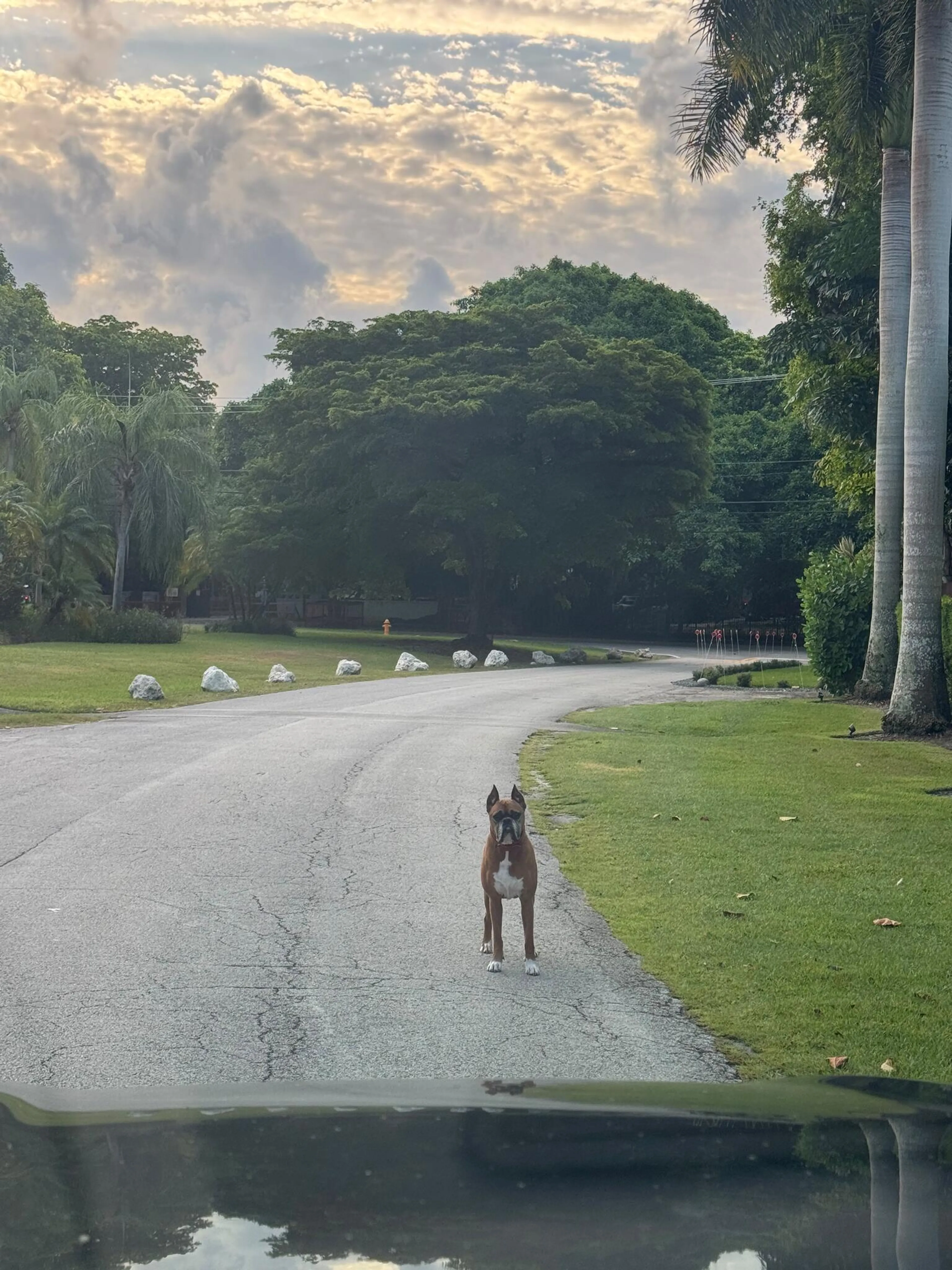 cdn image