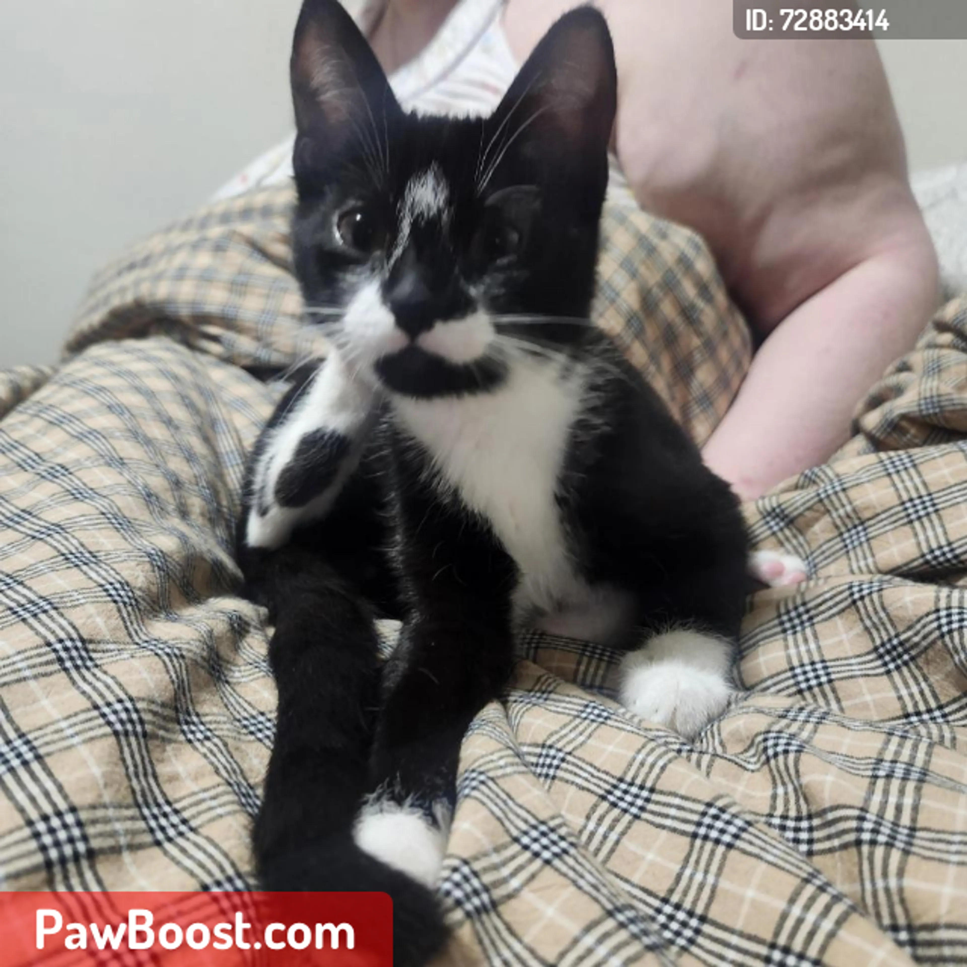 Lost pet