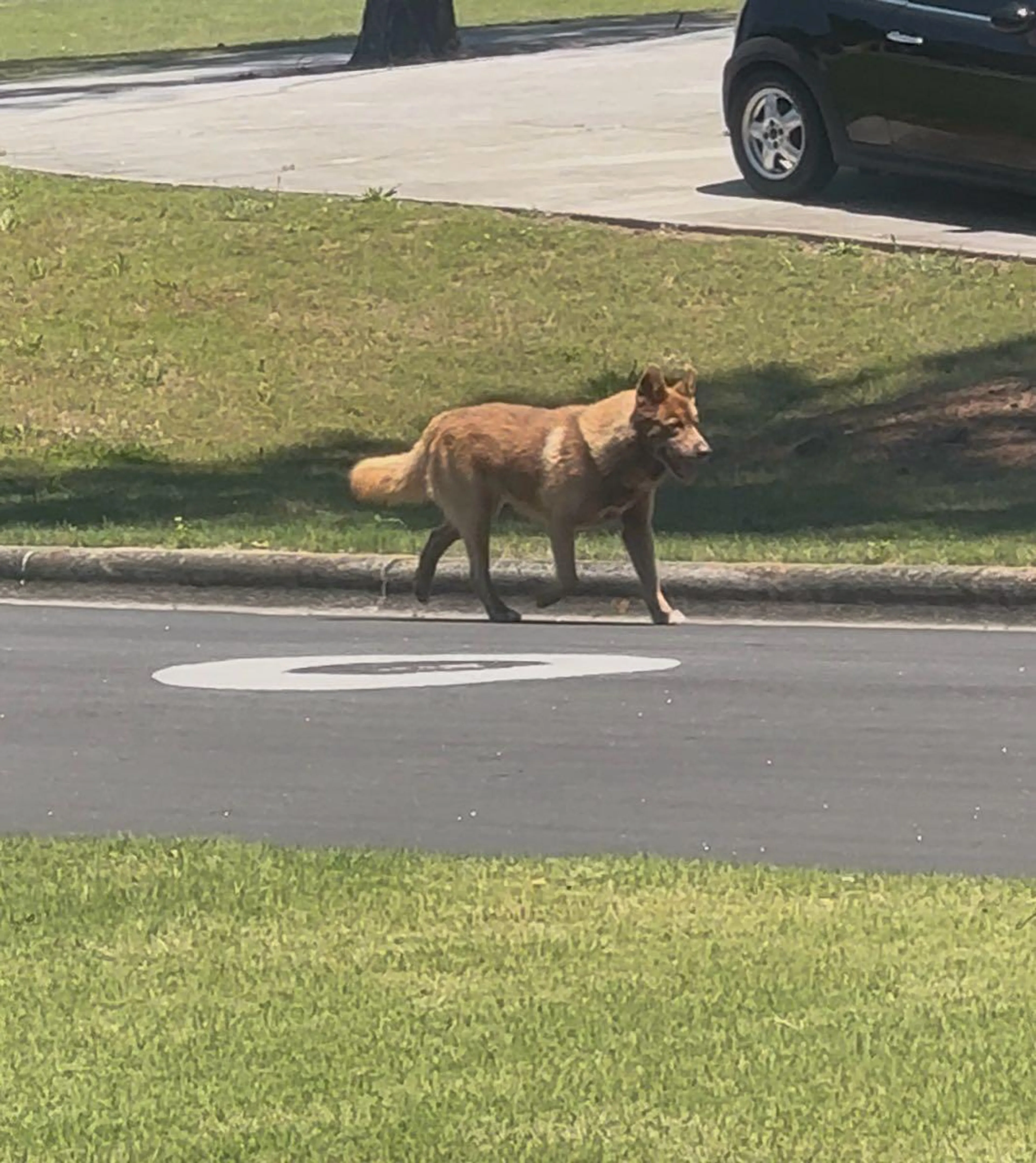 Found pet