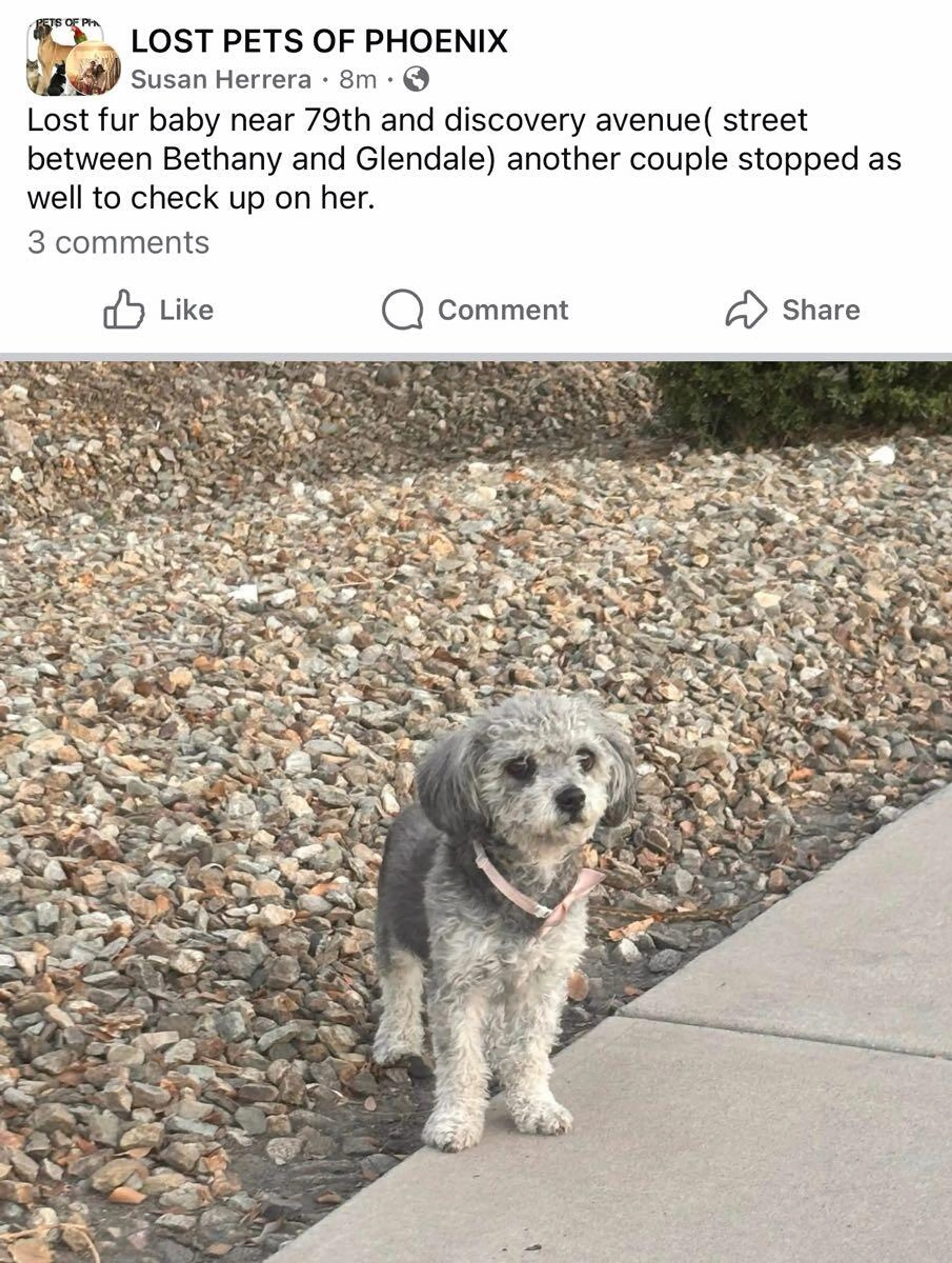Found pet