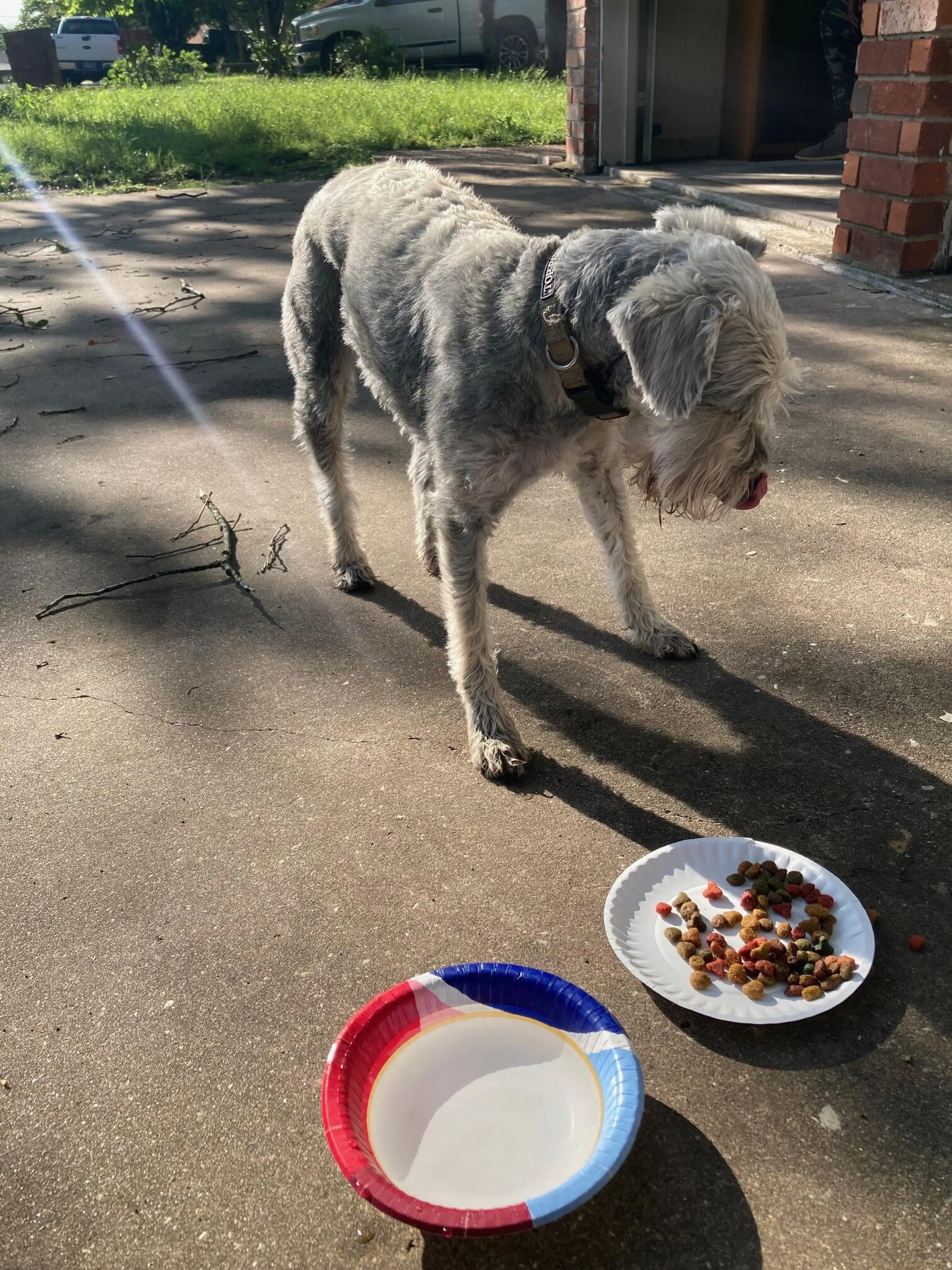 Found pet