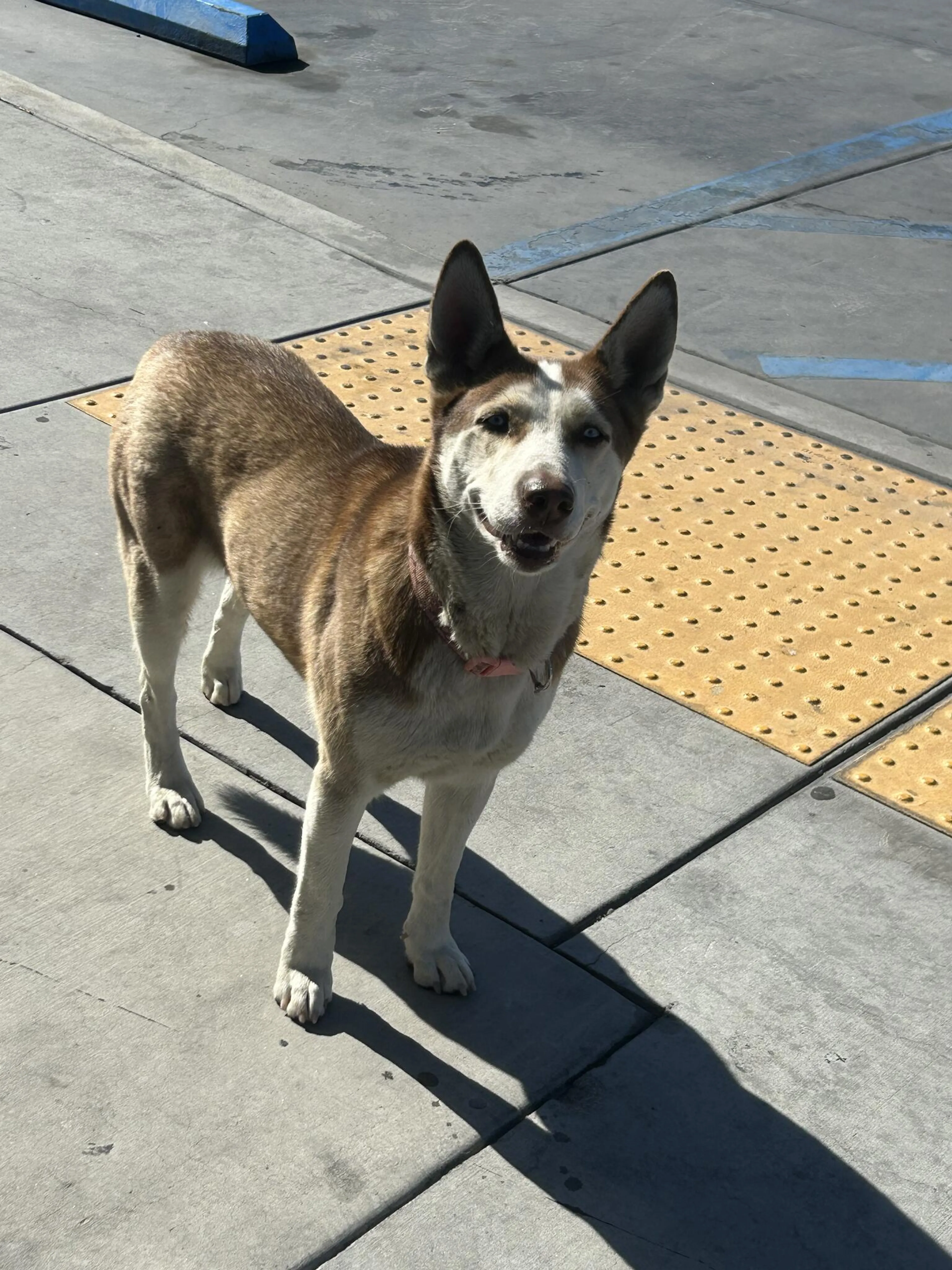 Lost pet