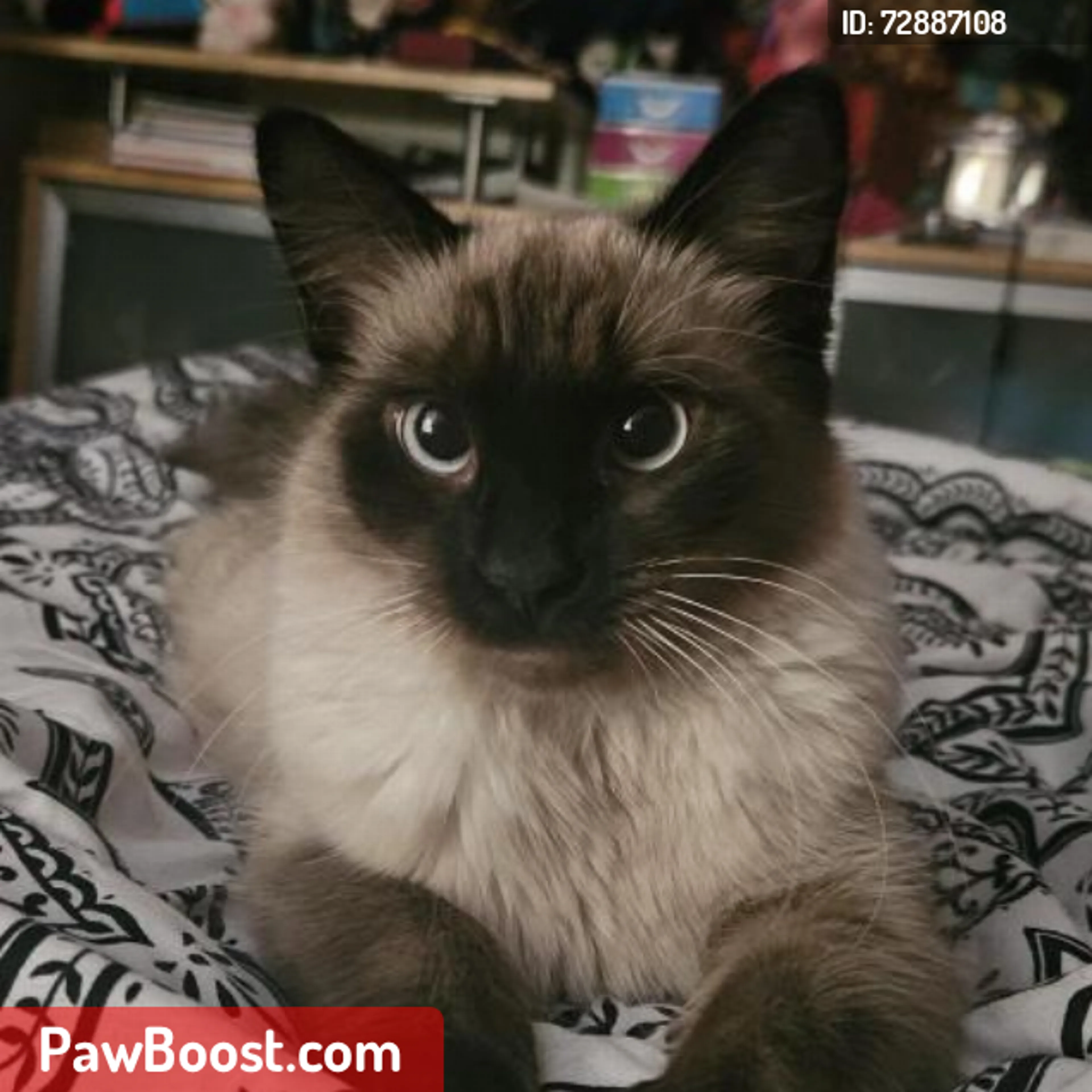 Lost pet