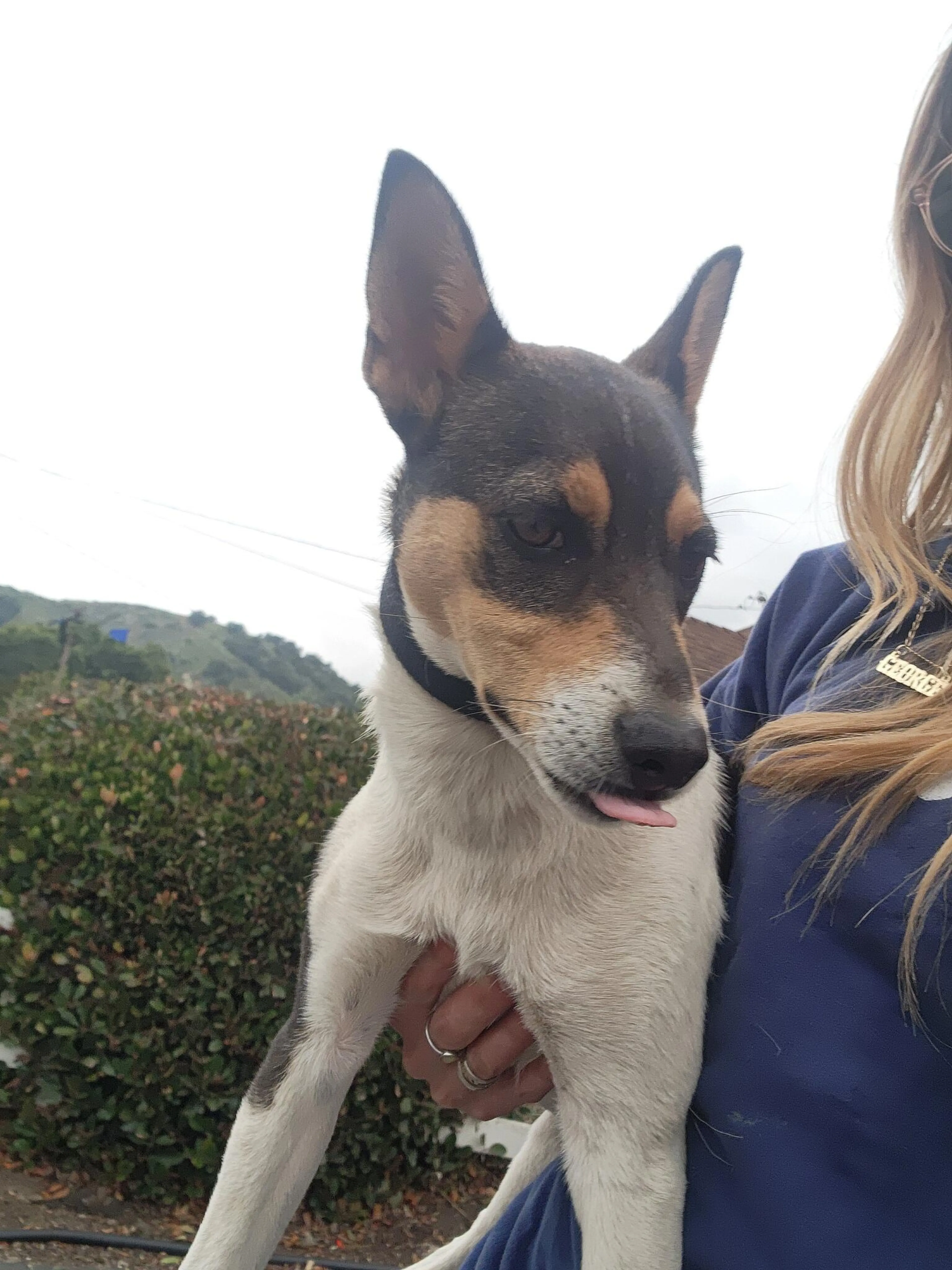Found pet