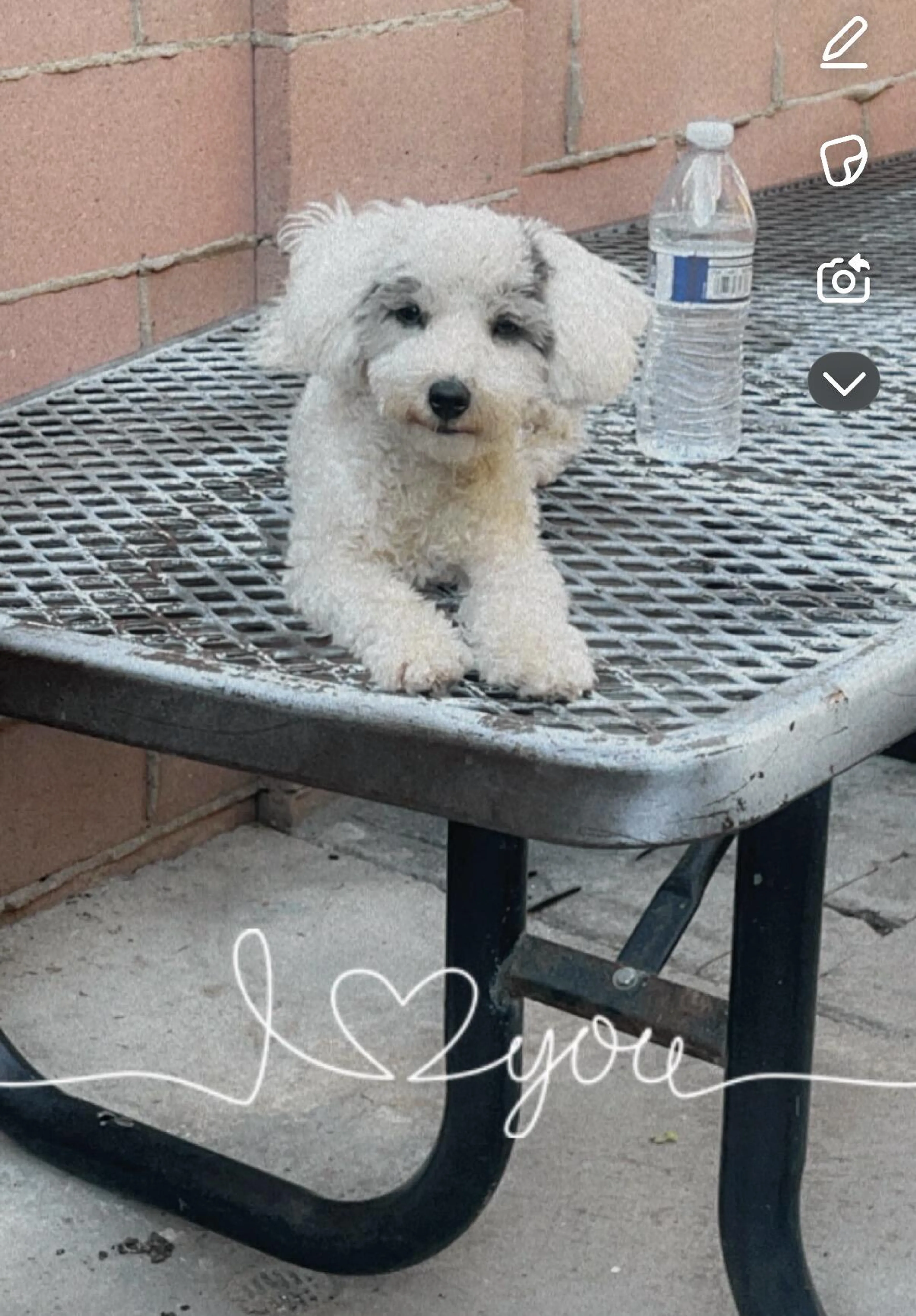 Lost pet