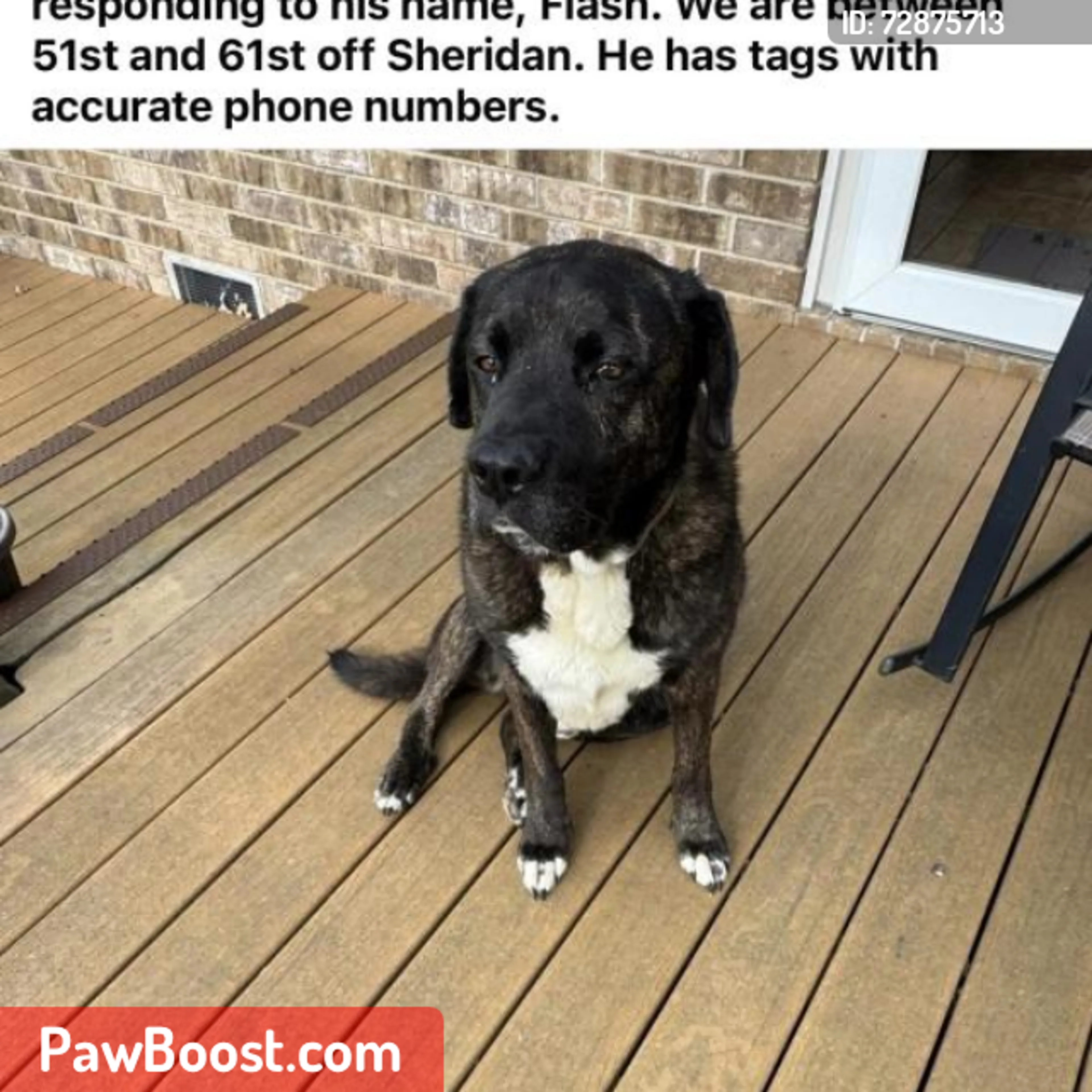 Lost pet