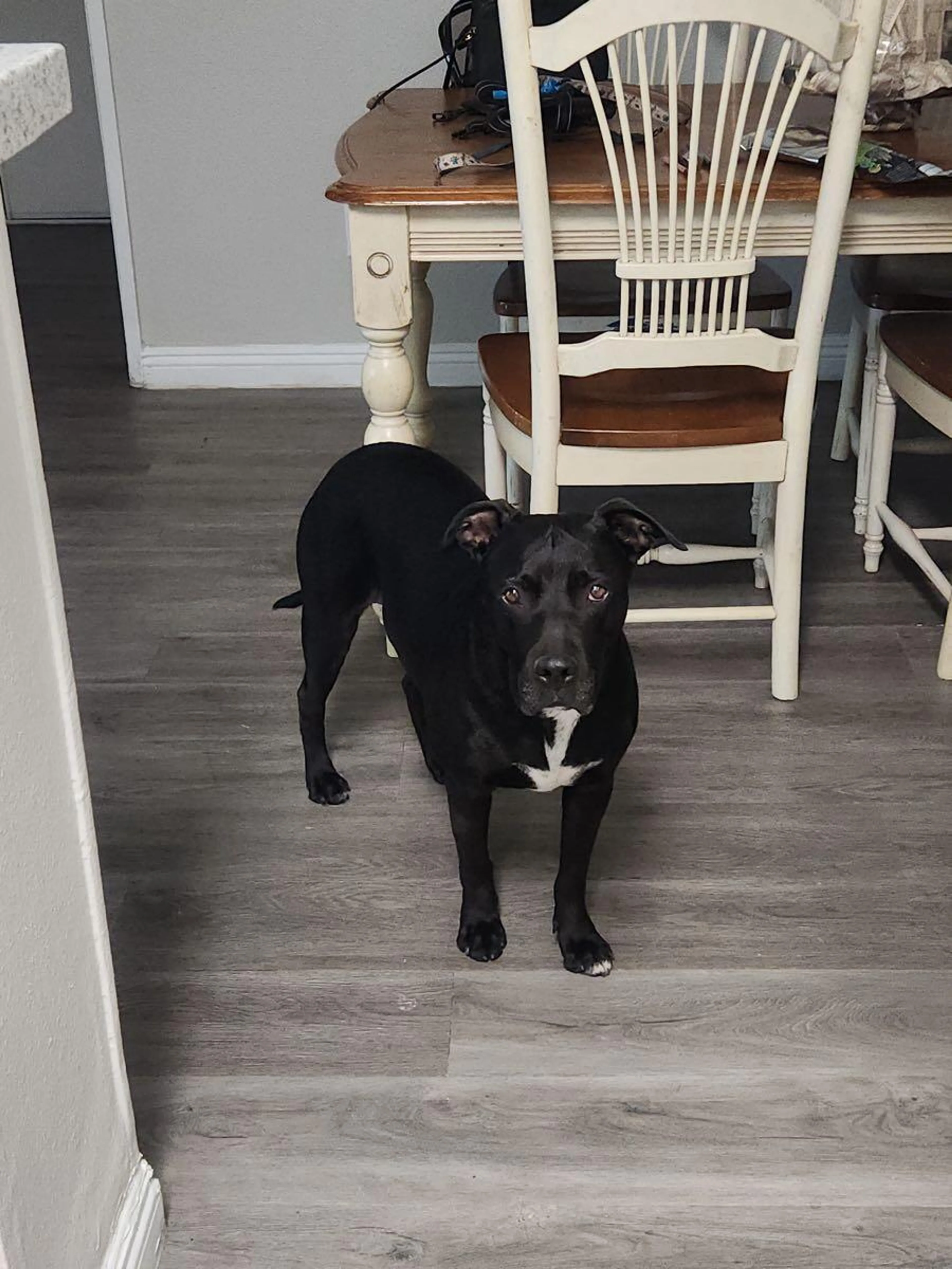 Lost pet