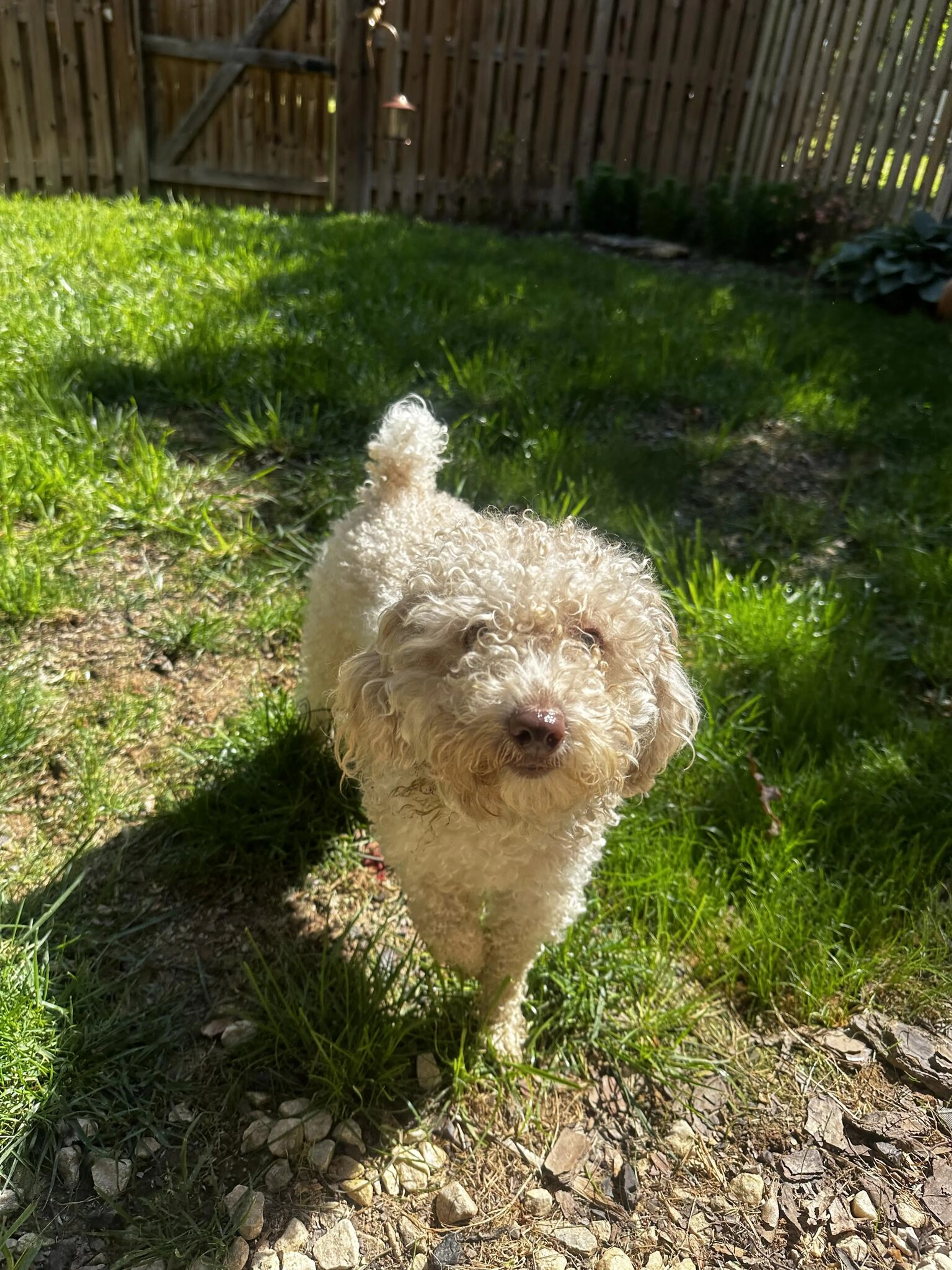 Found pet