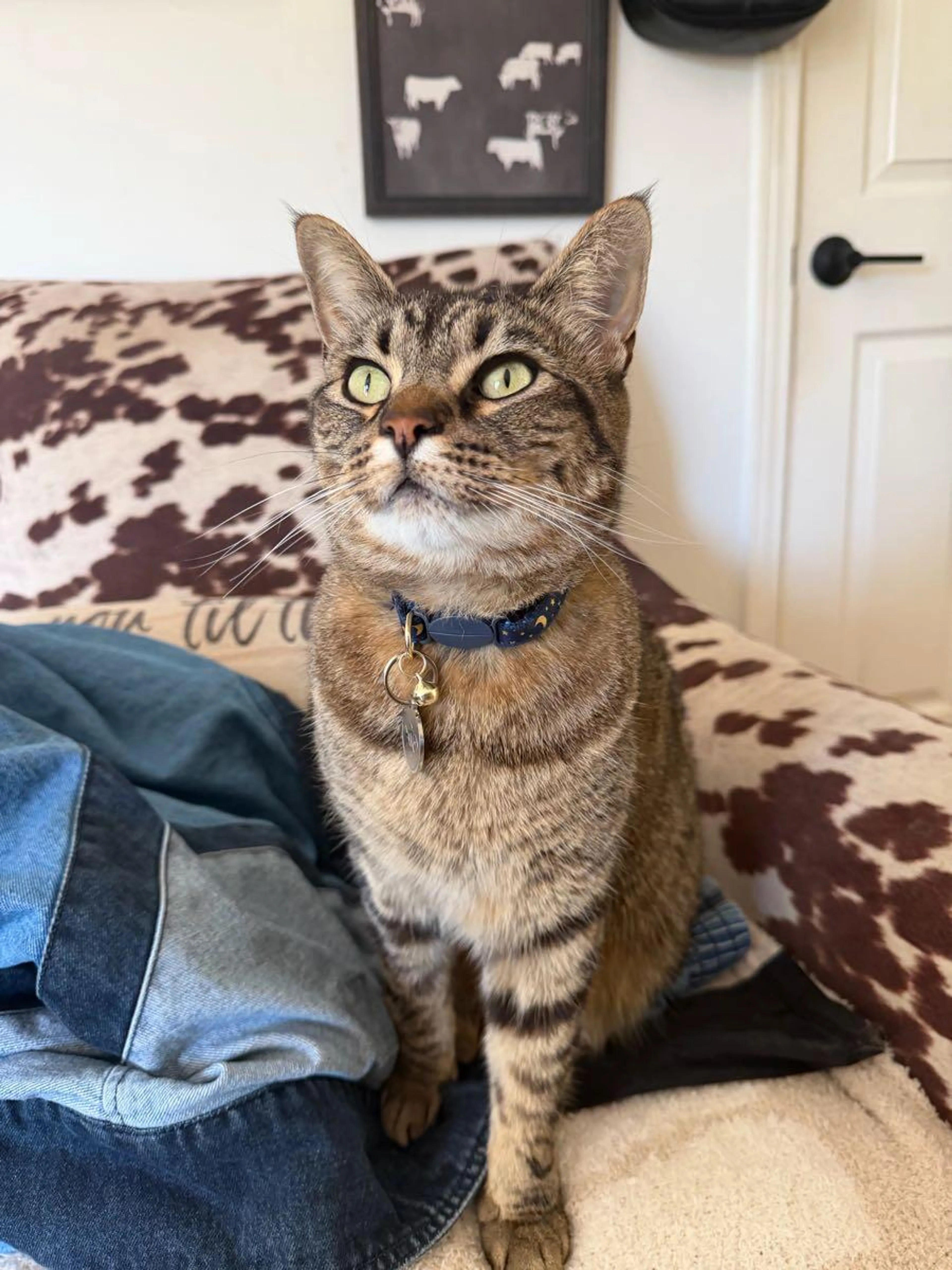 Lost pet