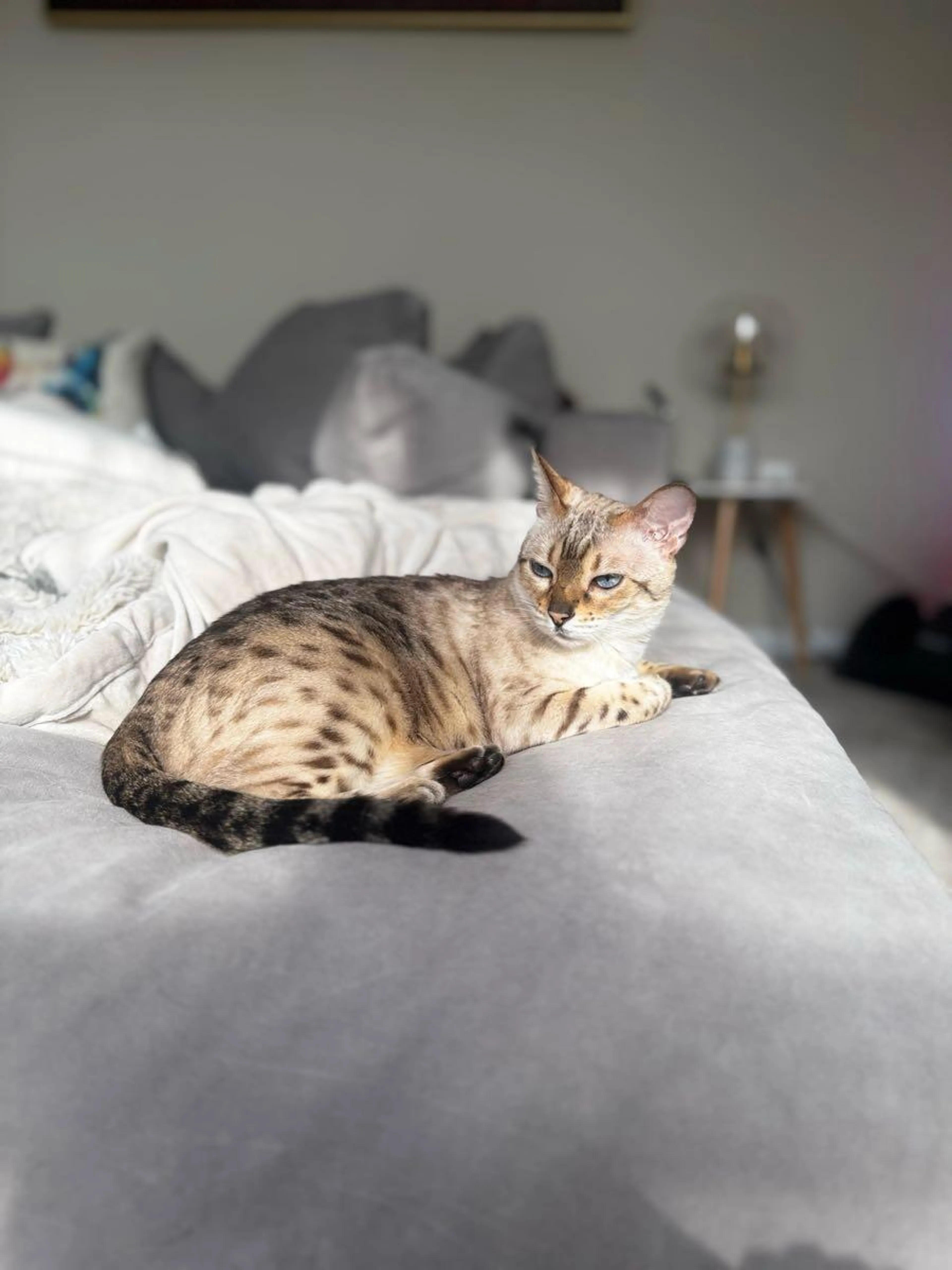 Lost pet