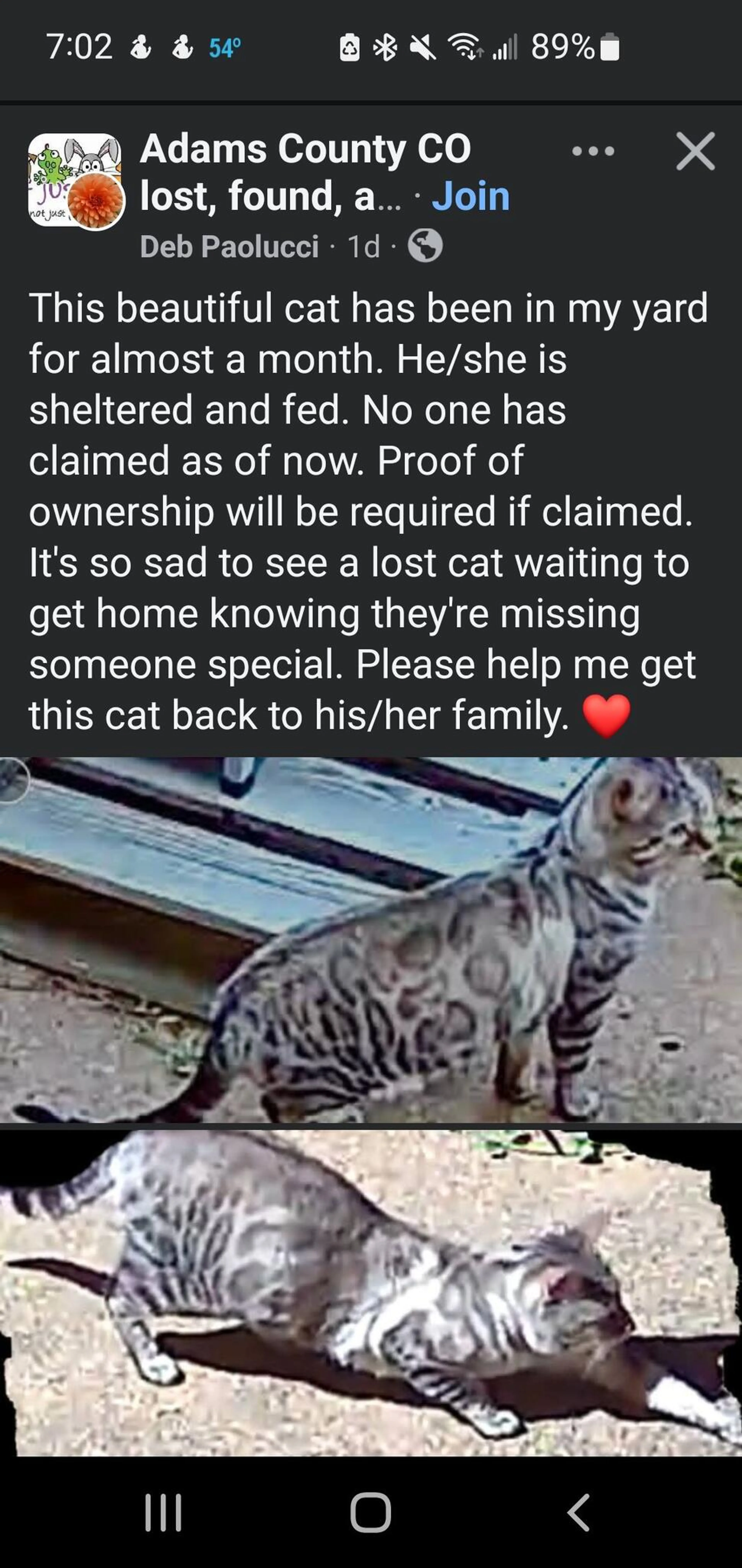 Found pet