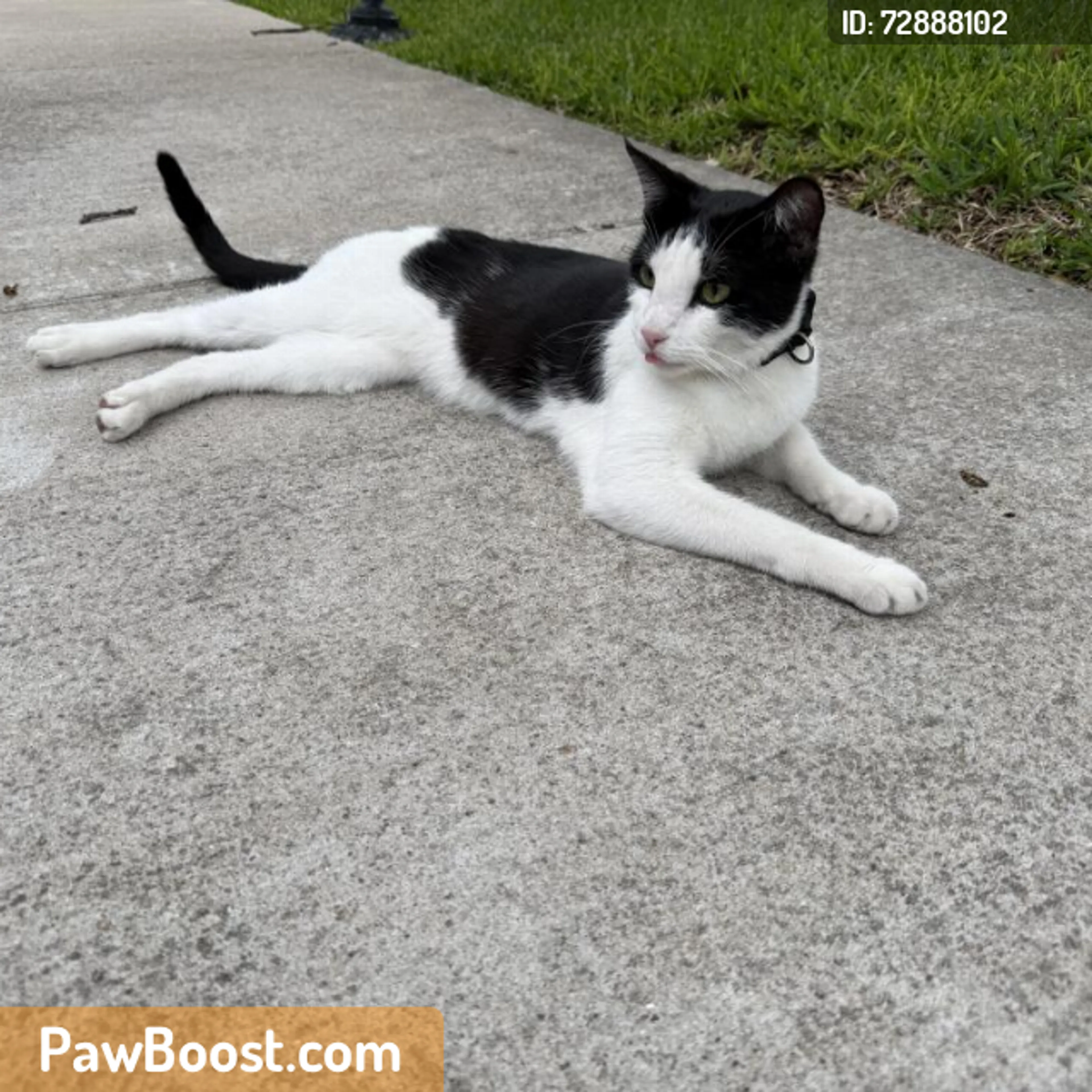 Found pet