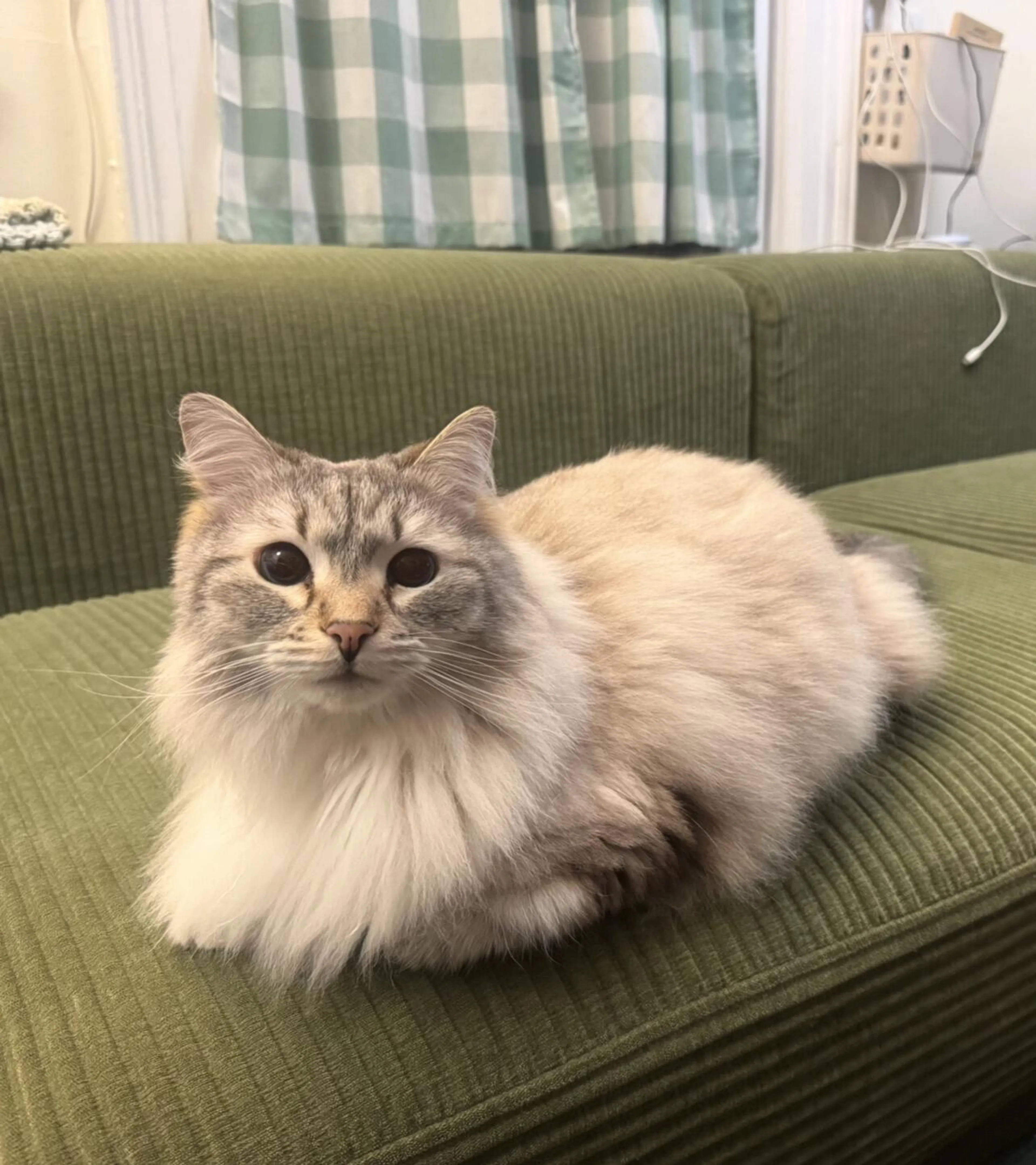 Lost pet