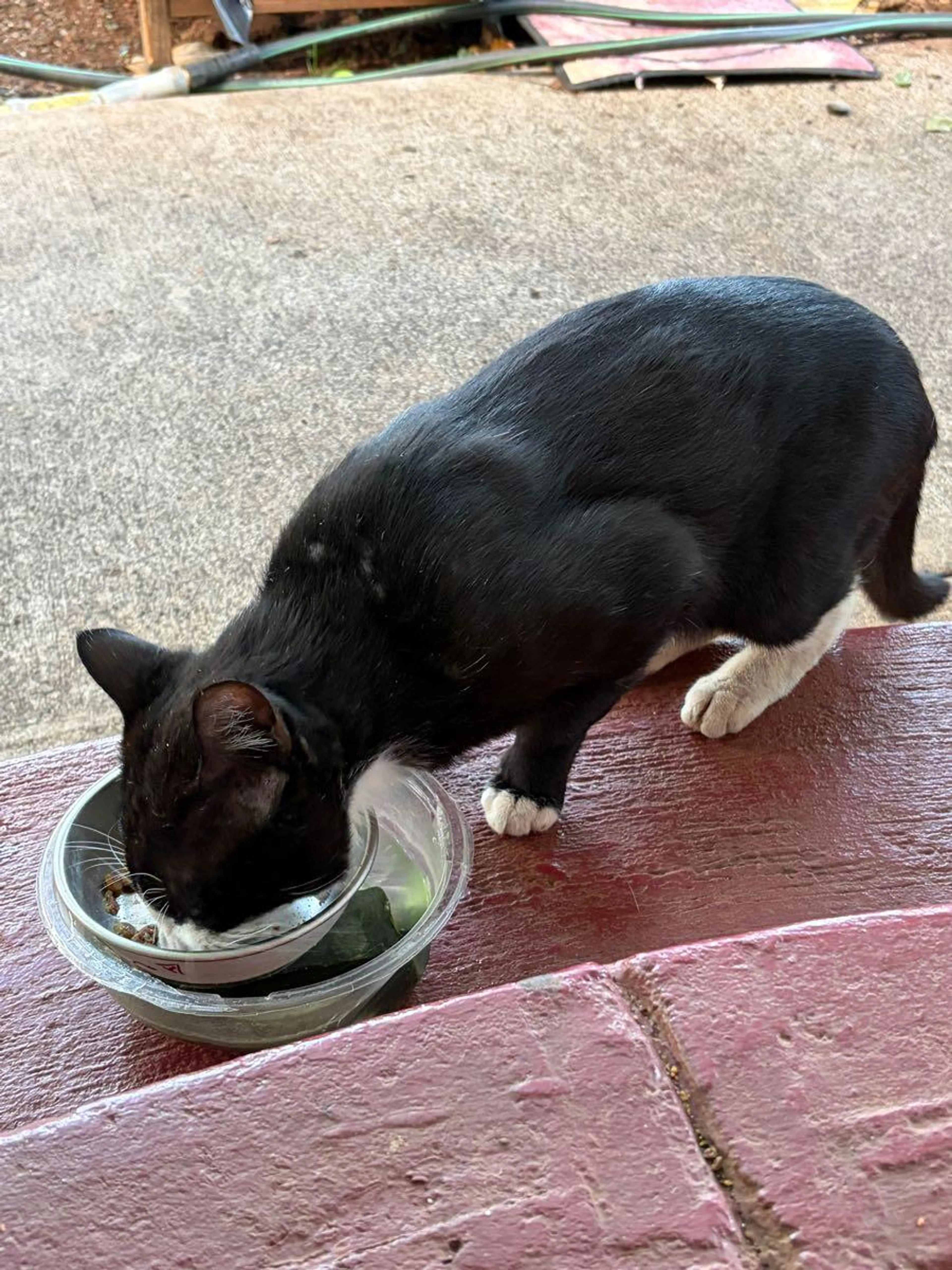 Found pet