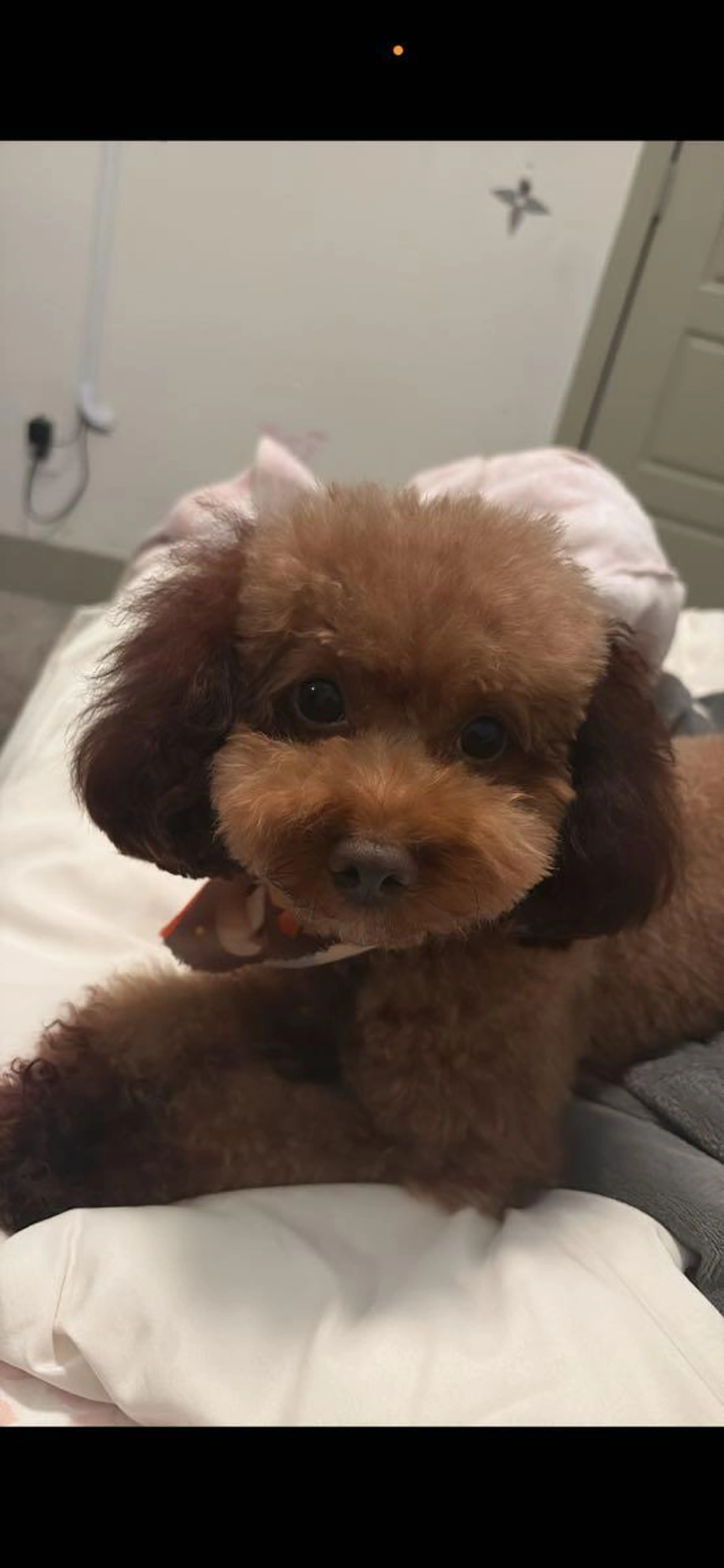 Lost pet