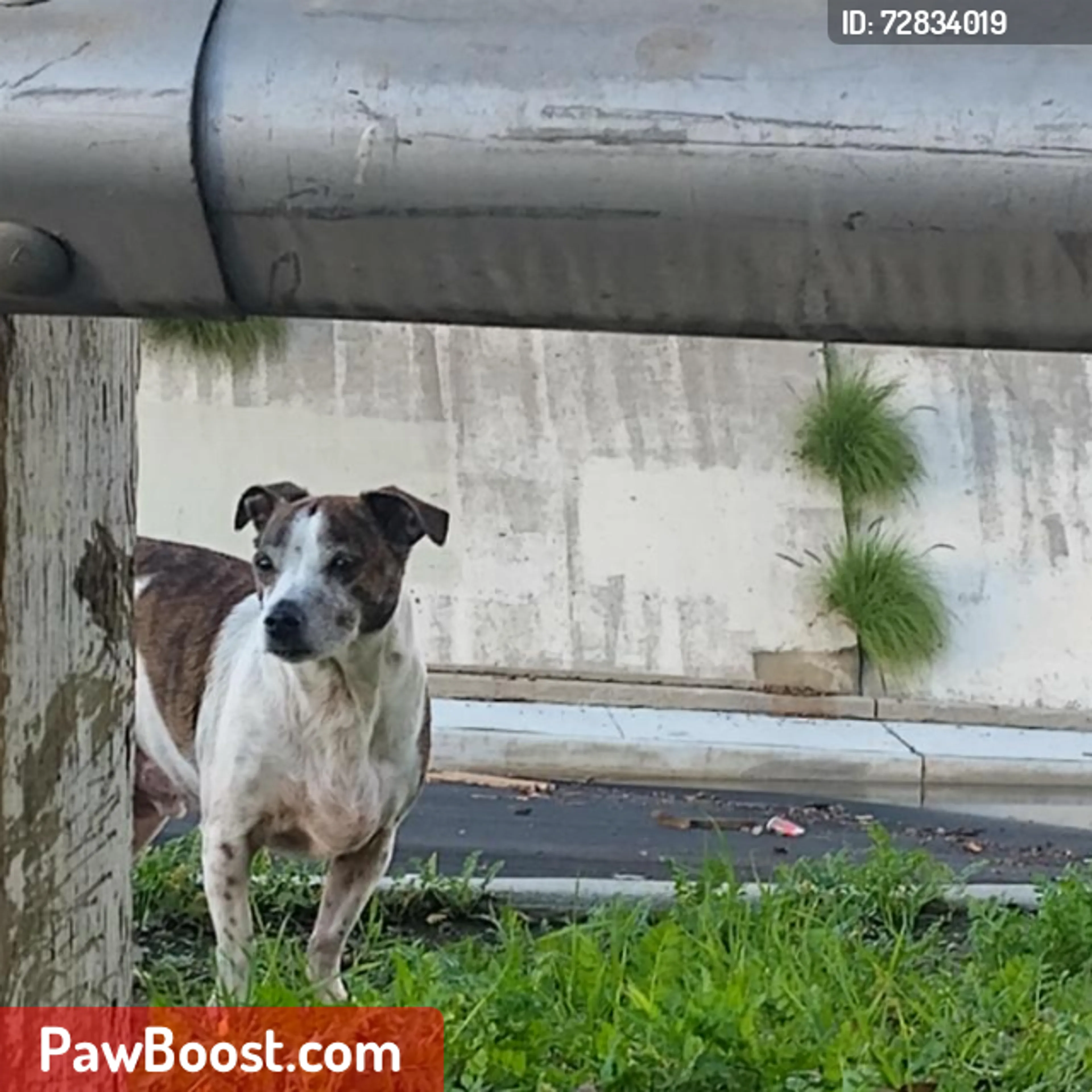 Lost pet