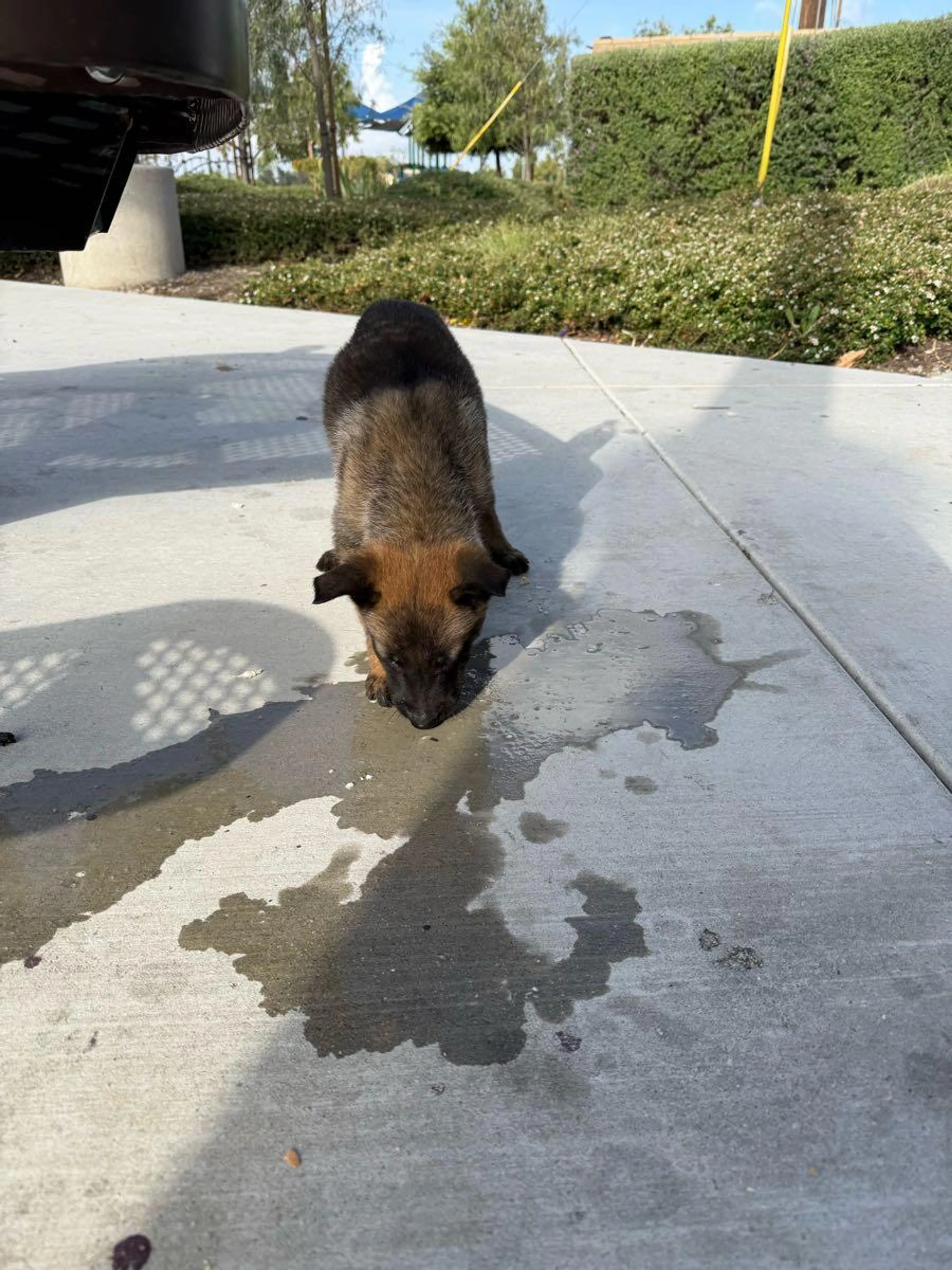Found pet