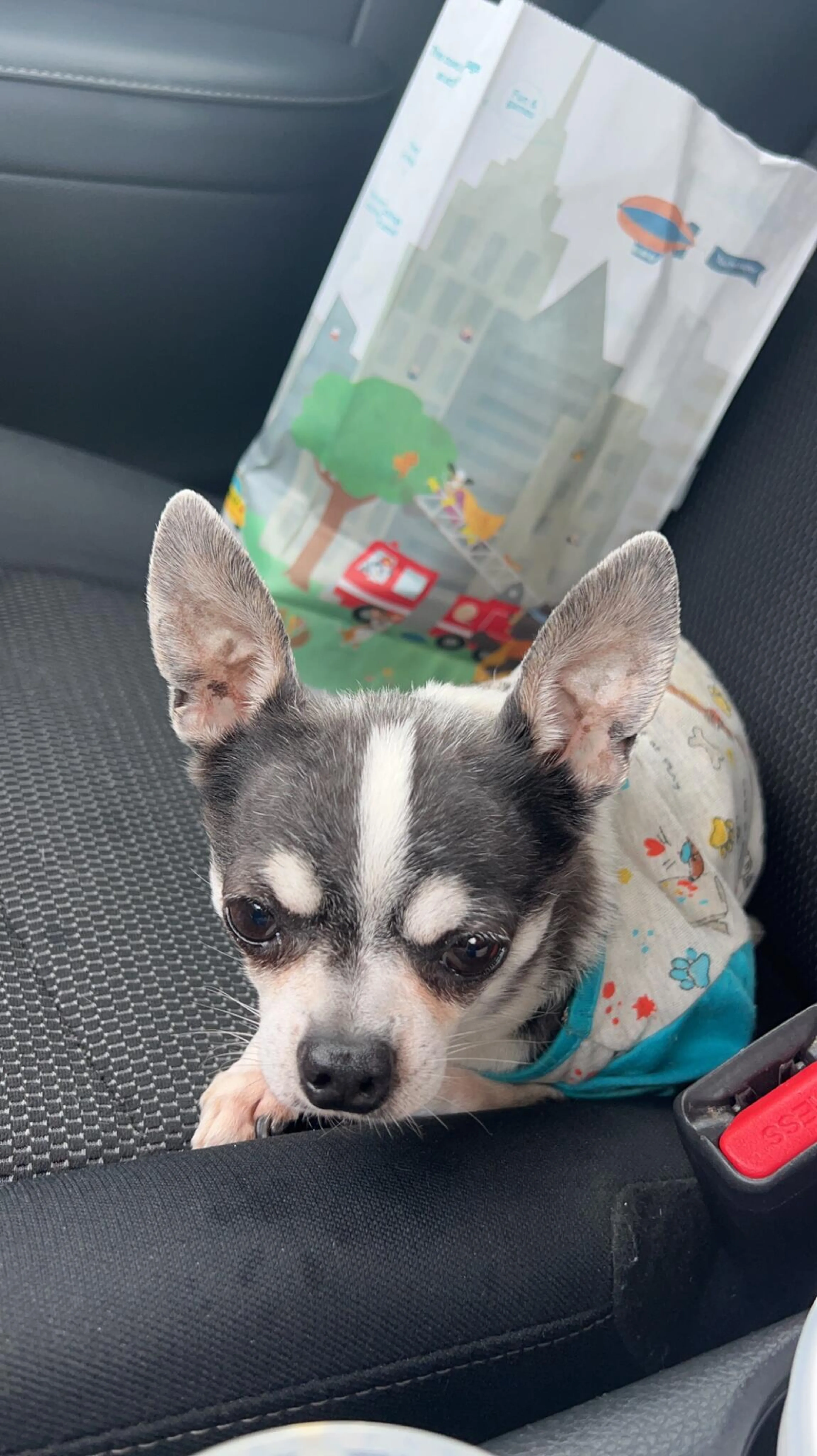 Lost pet