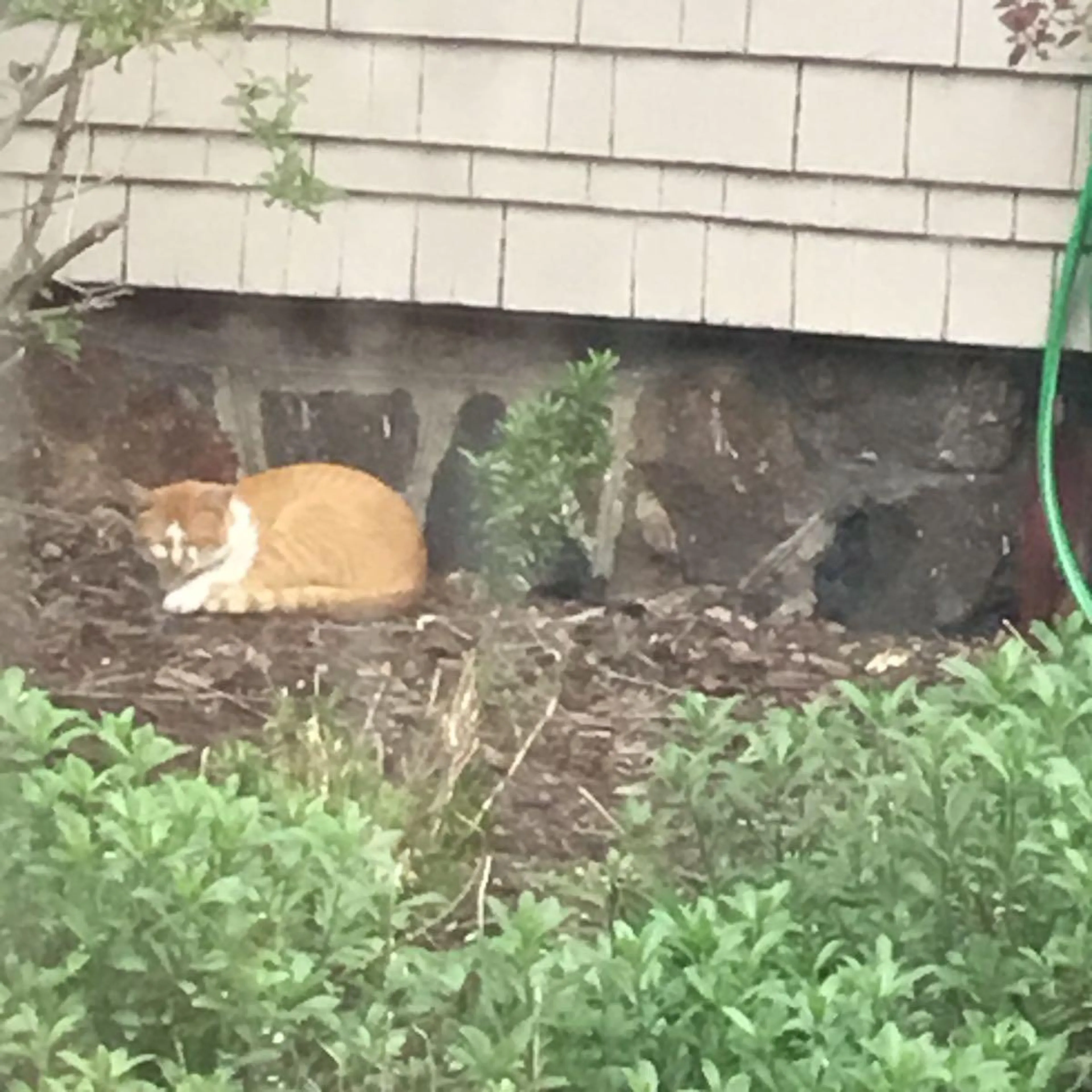 Found pet