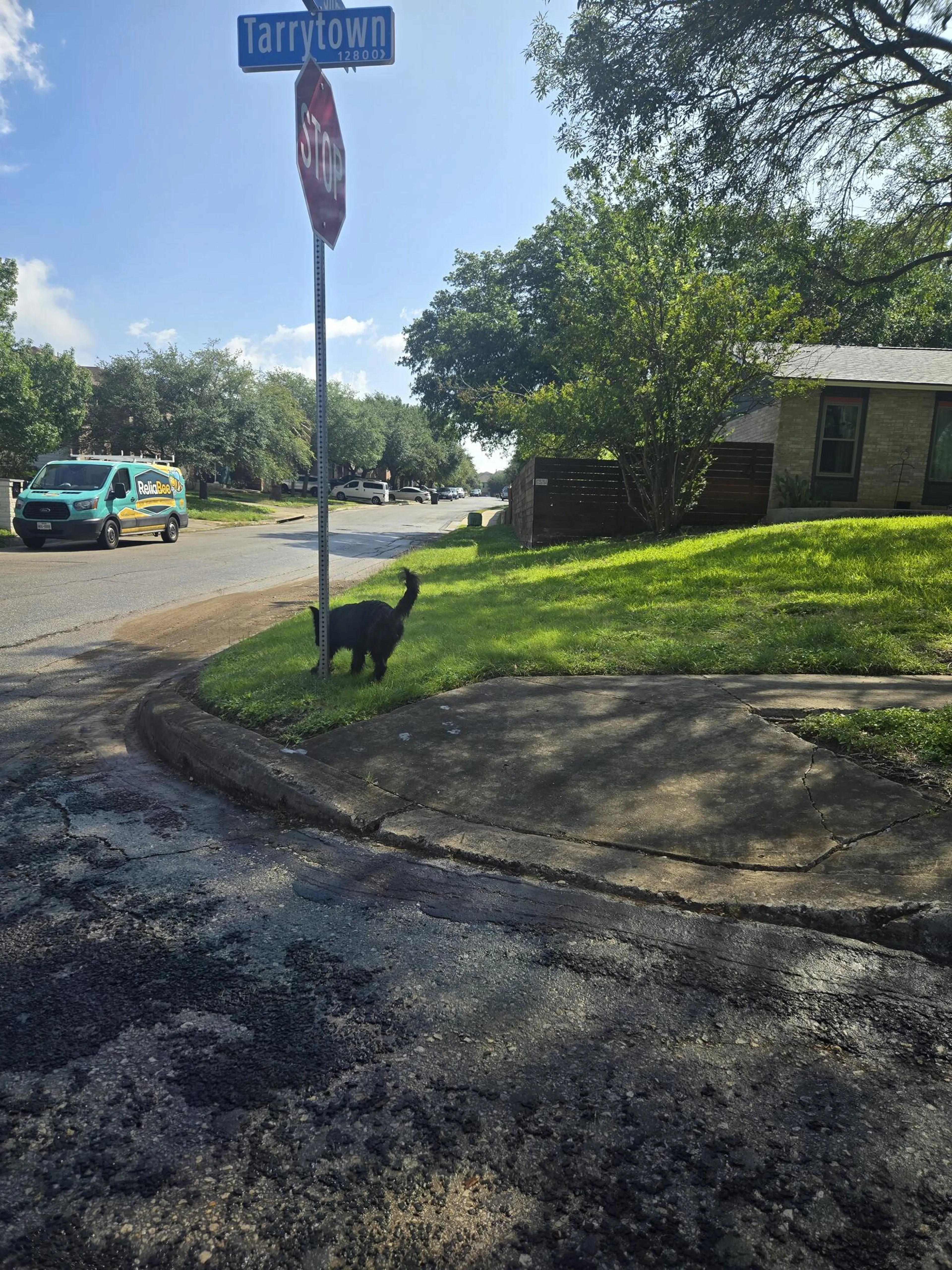 Lost pet