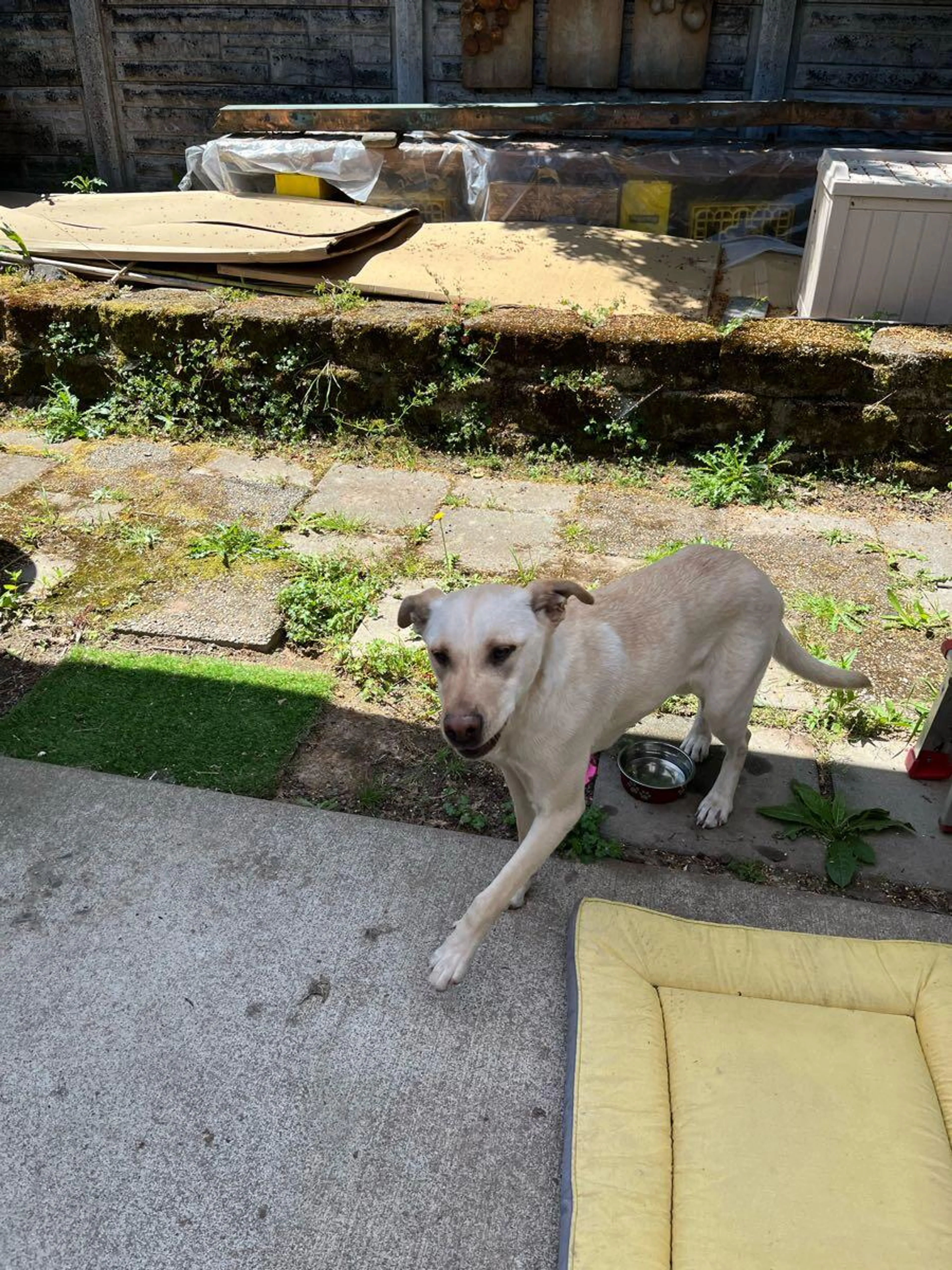 Found pet