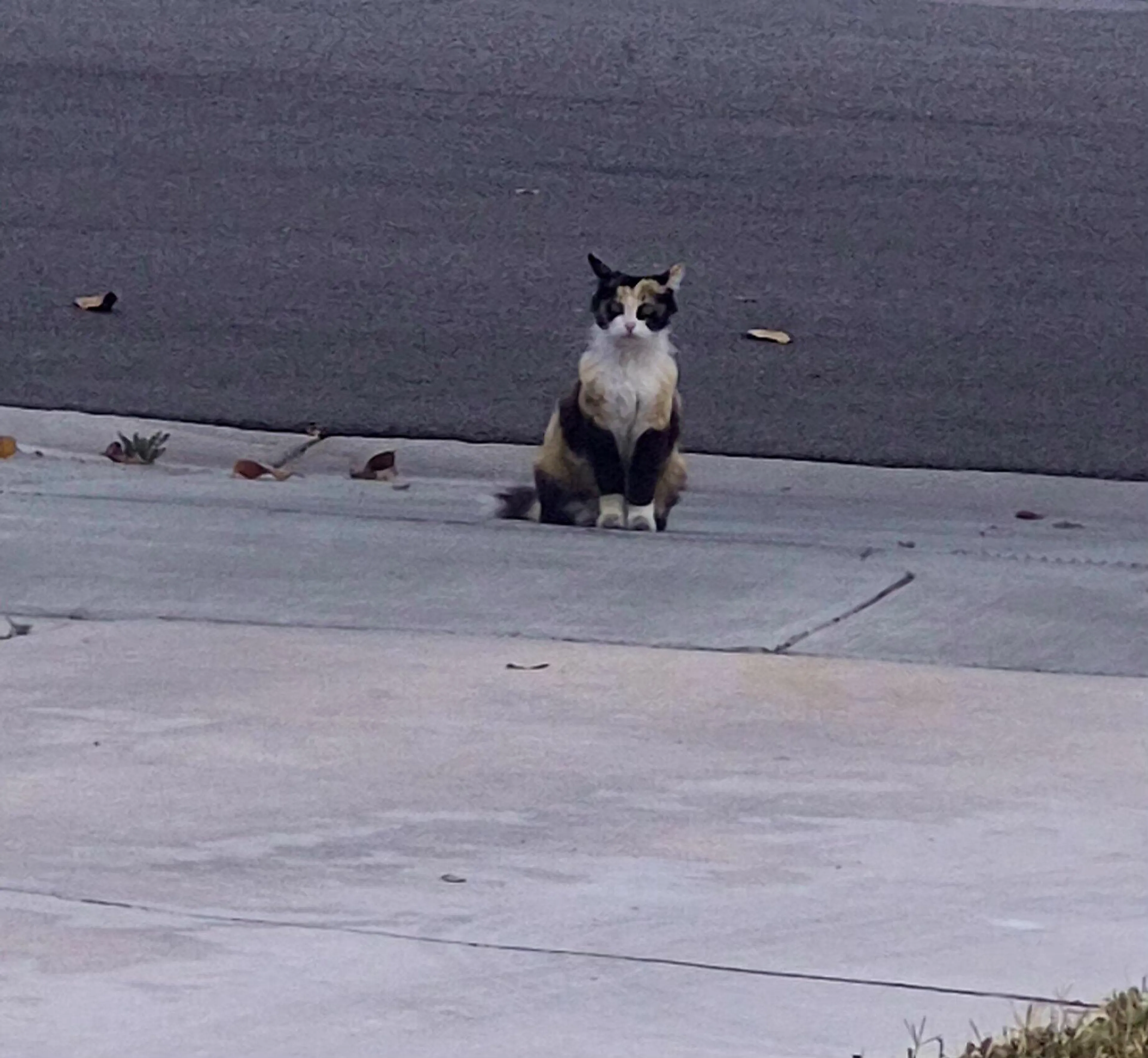 Found pet