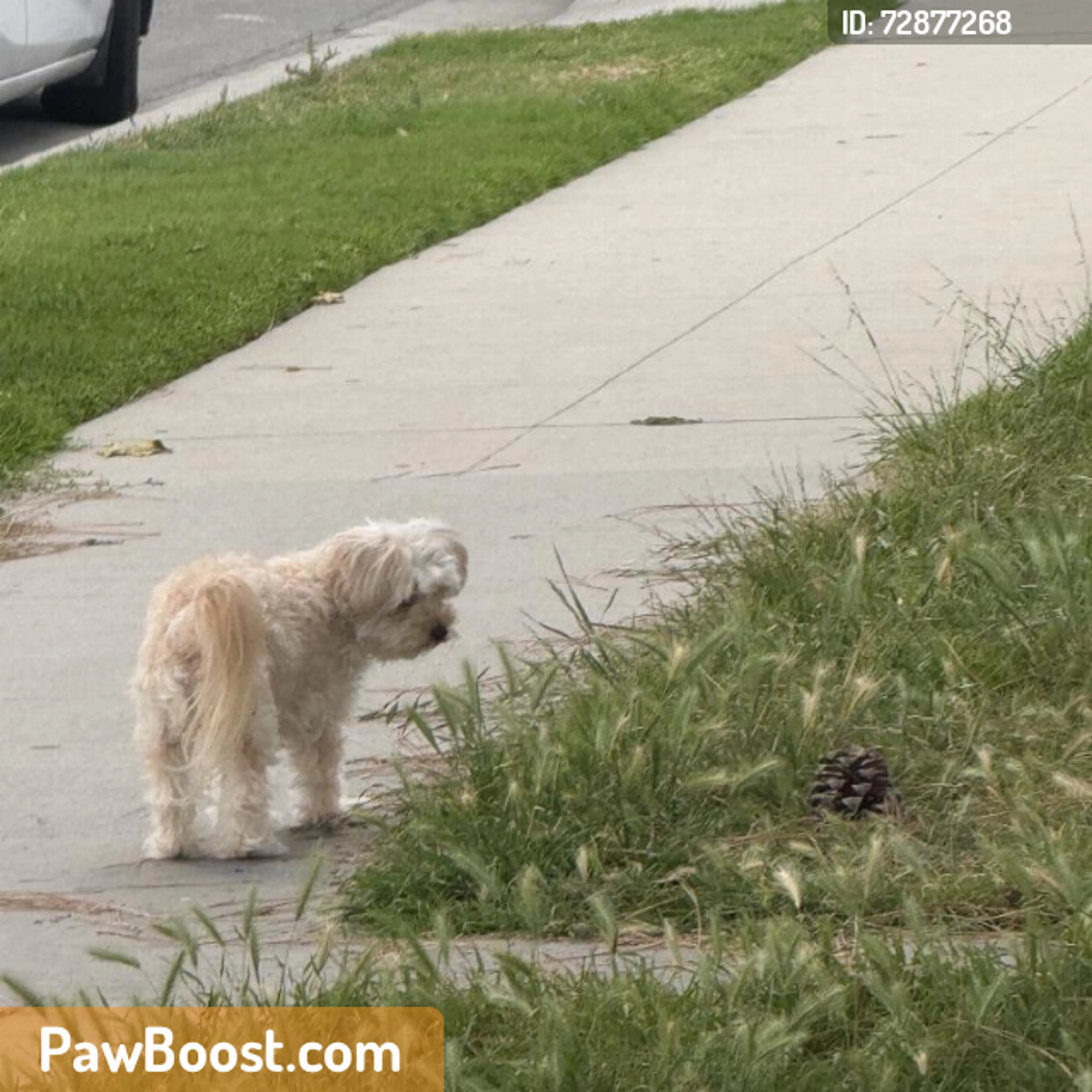 Found pet