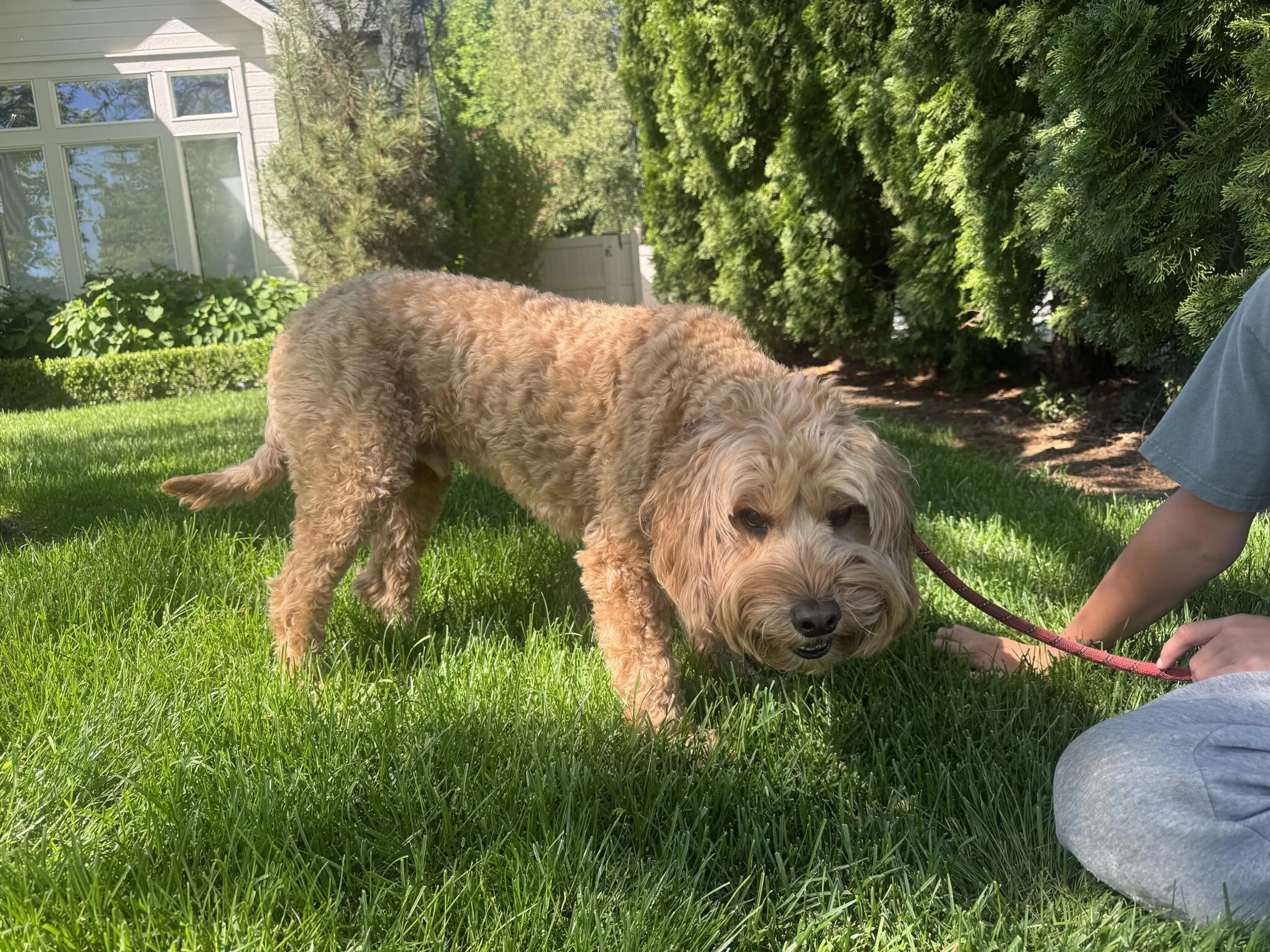 Found pet