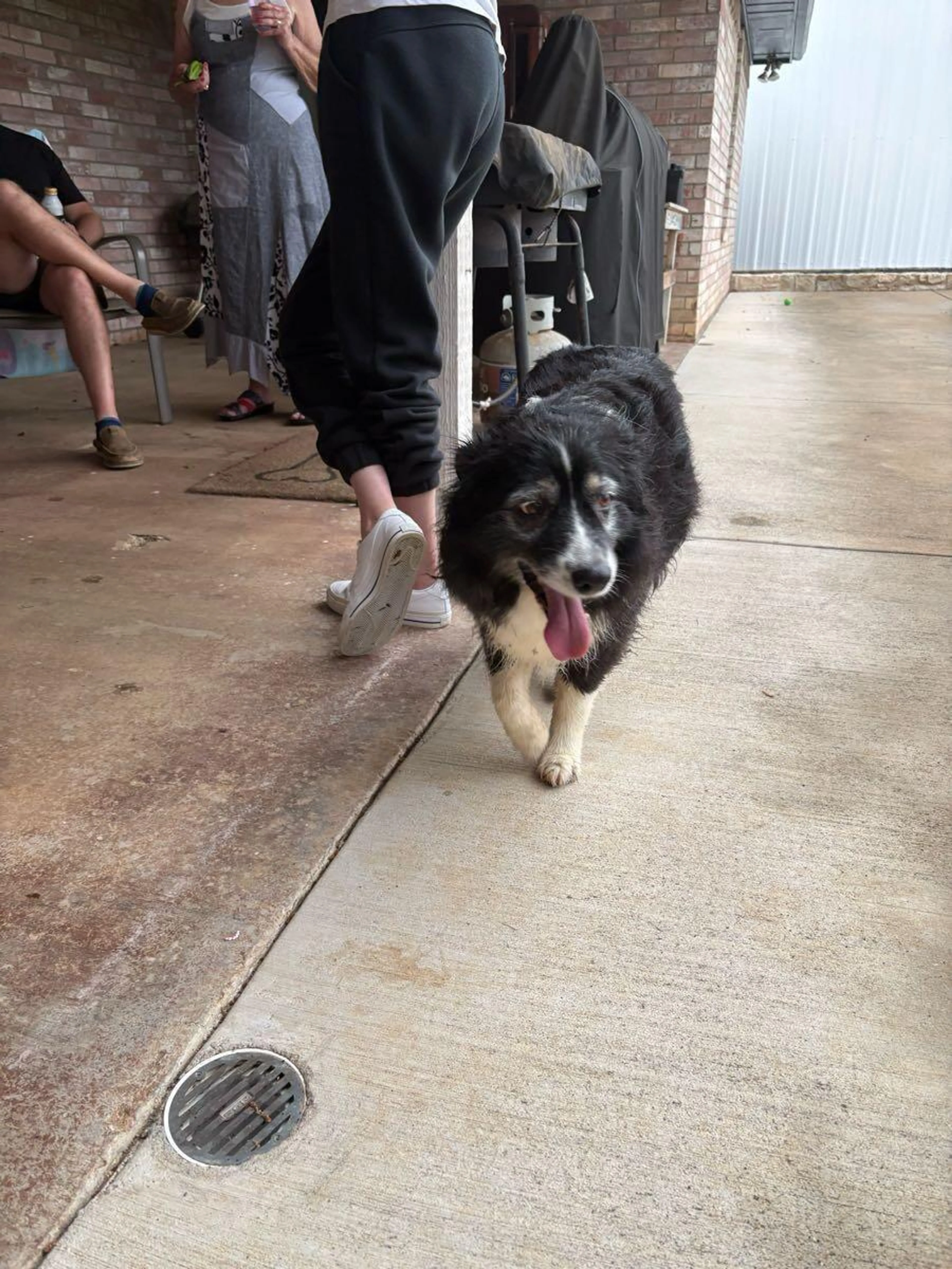 Found pet