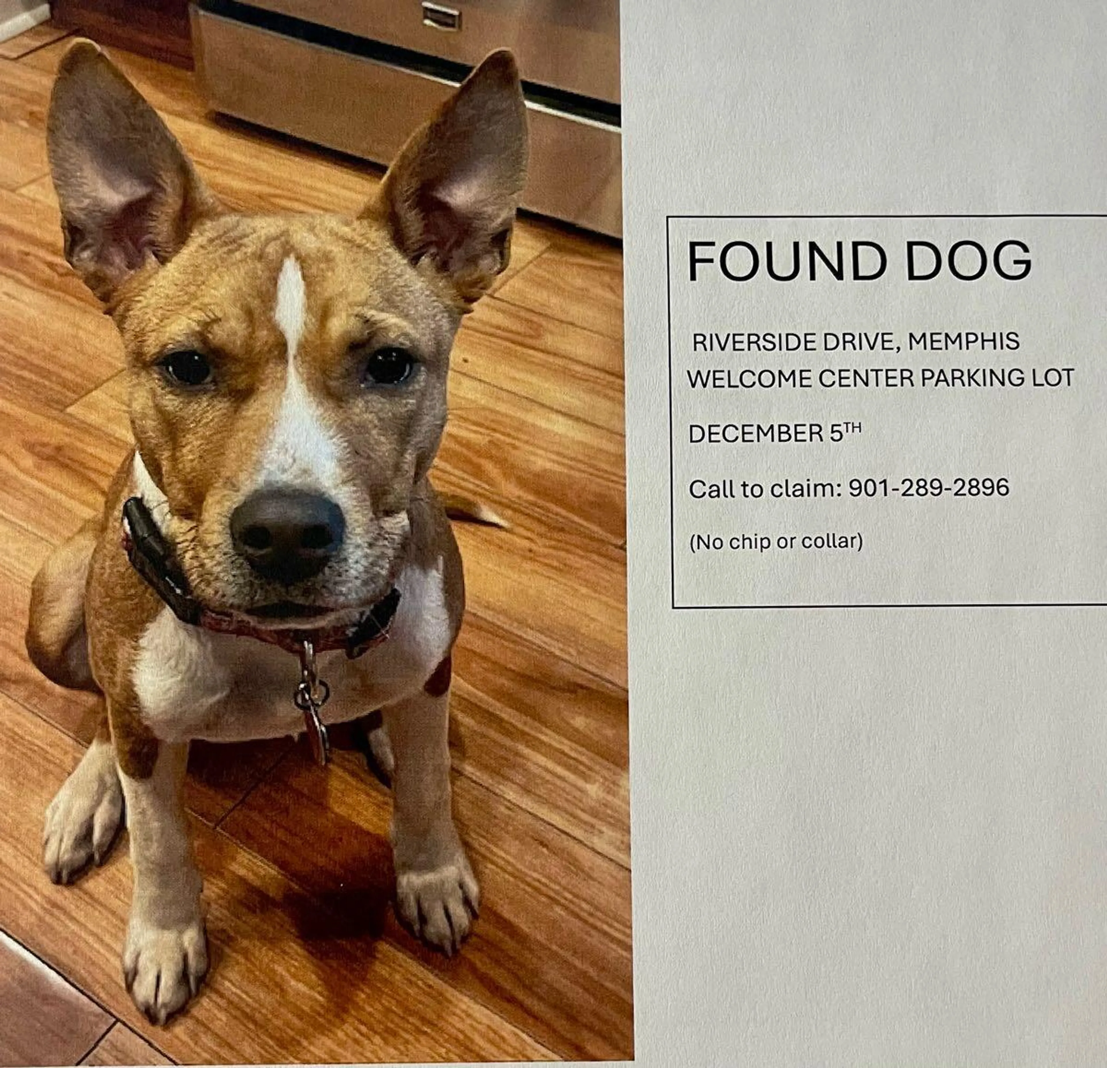 Found pet