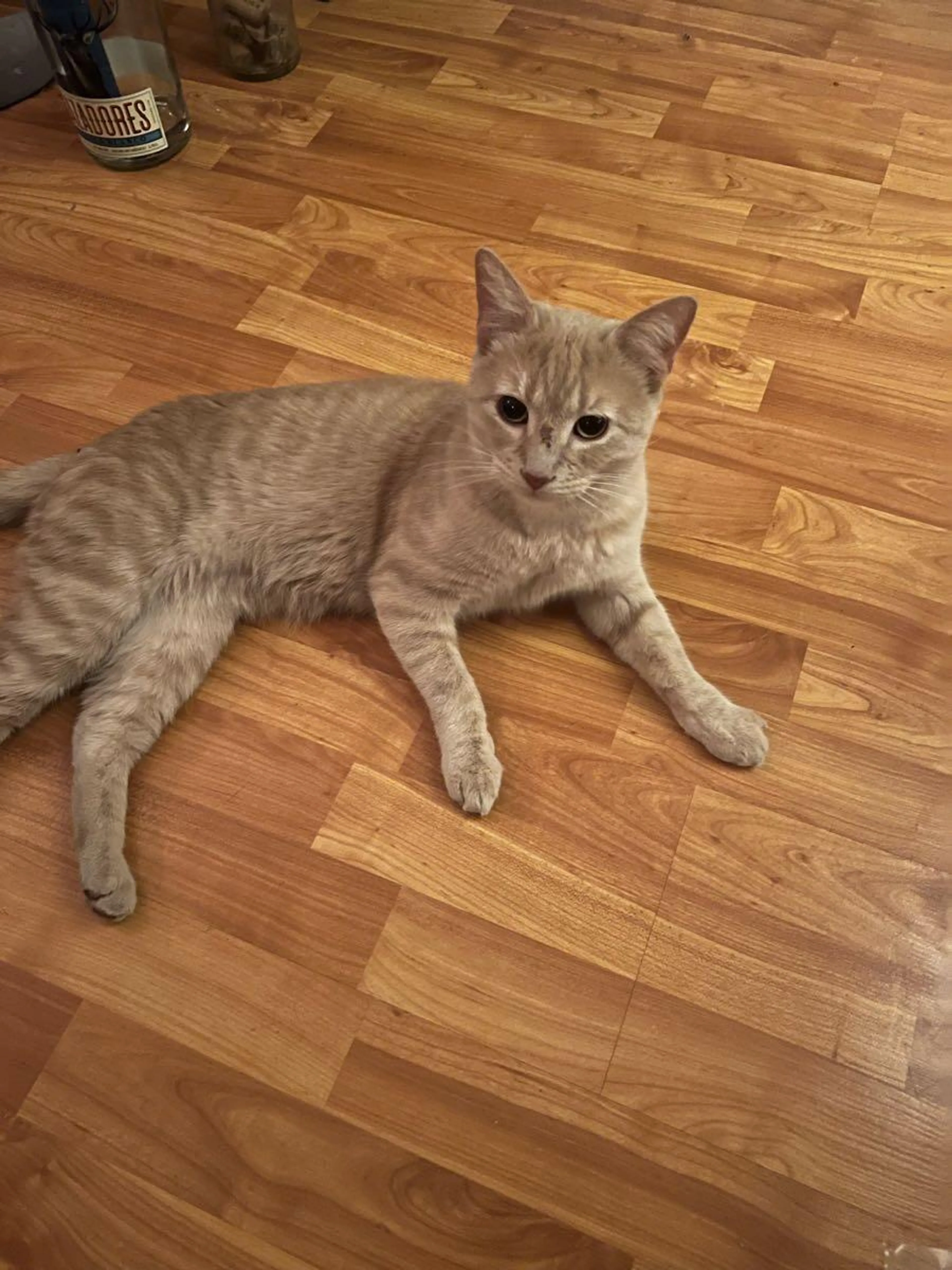 Found pet