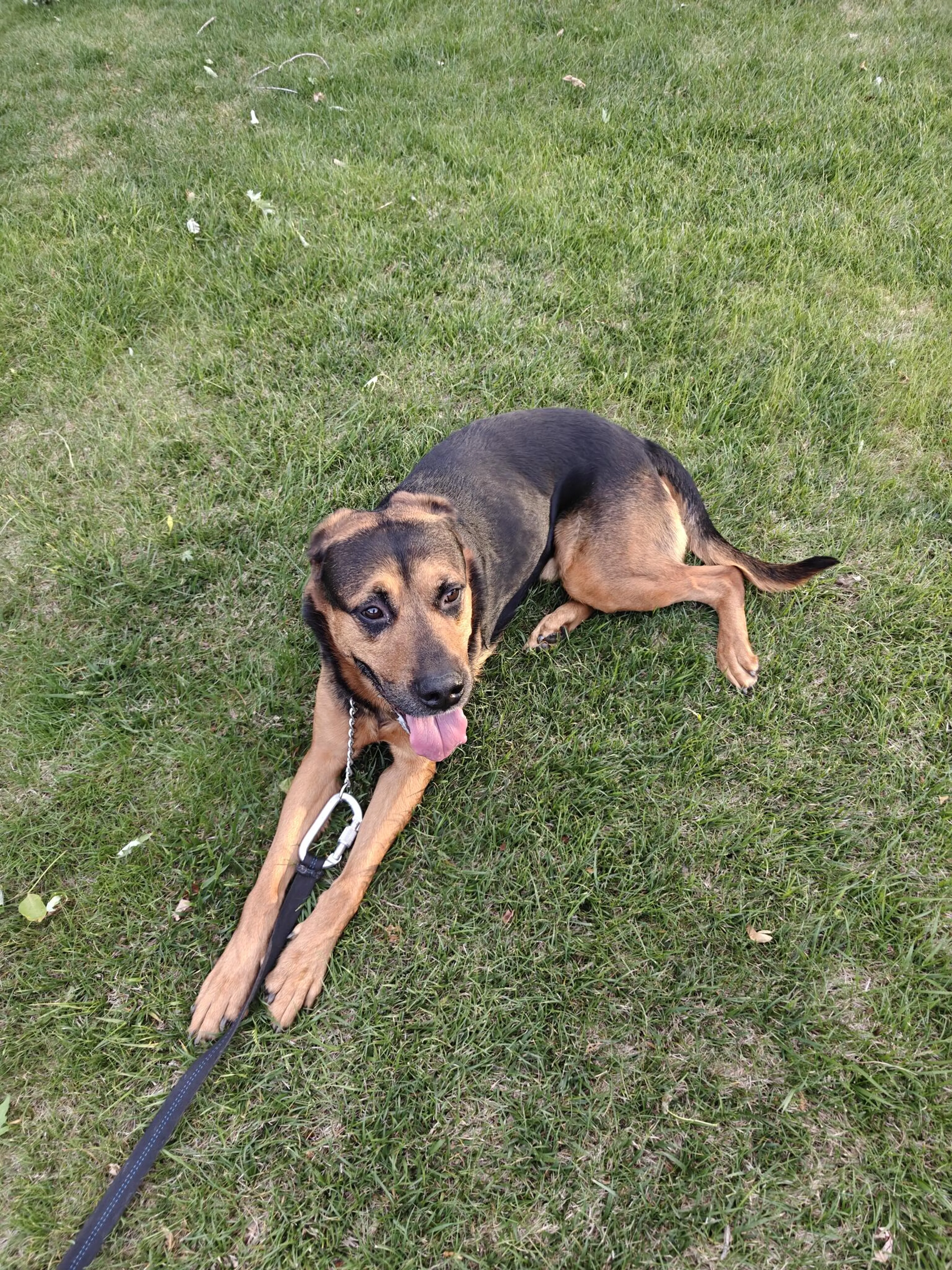 Found pet