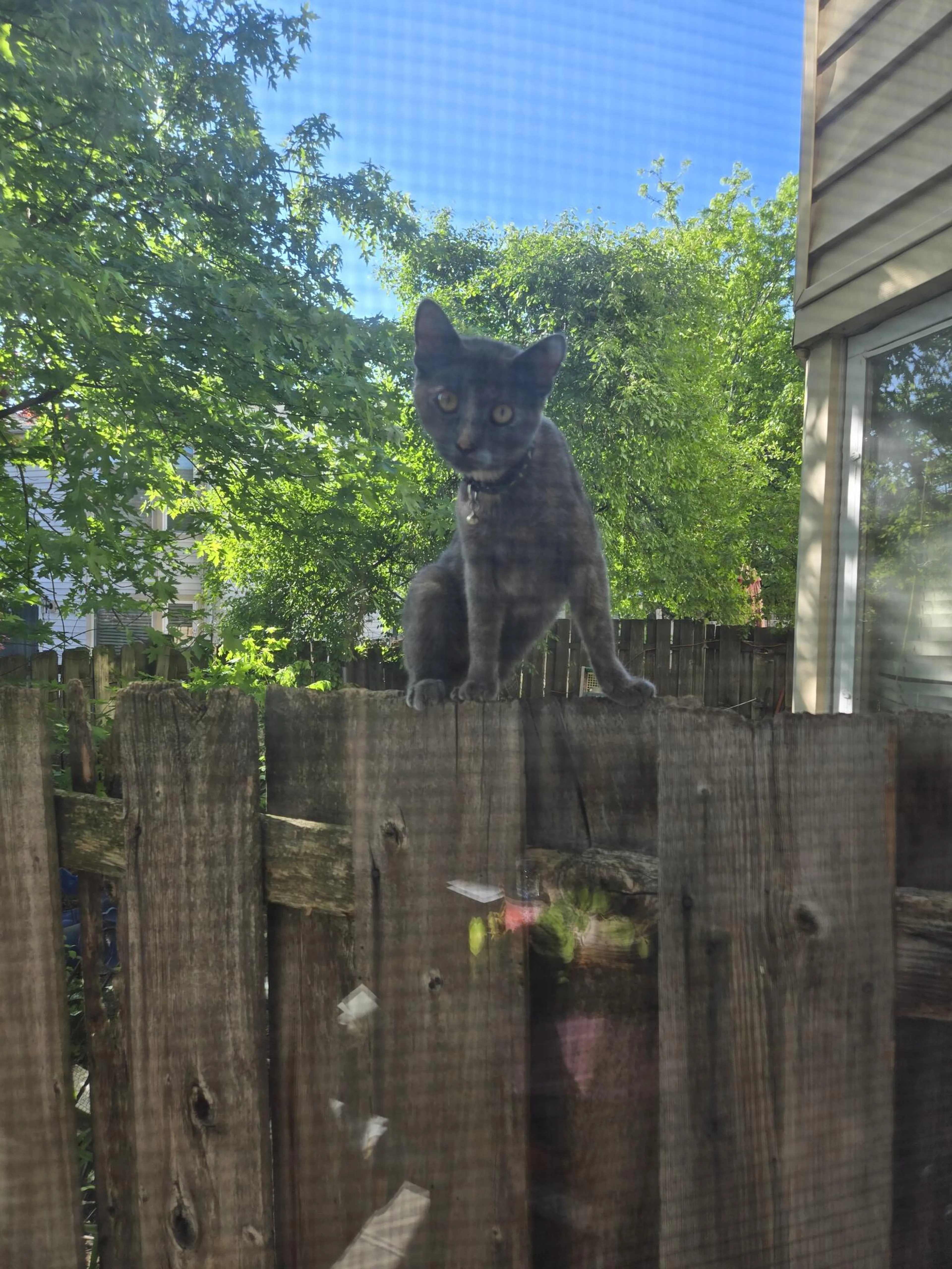 Found pet