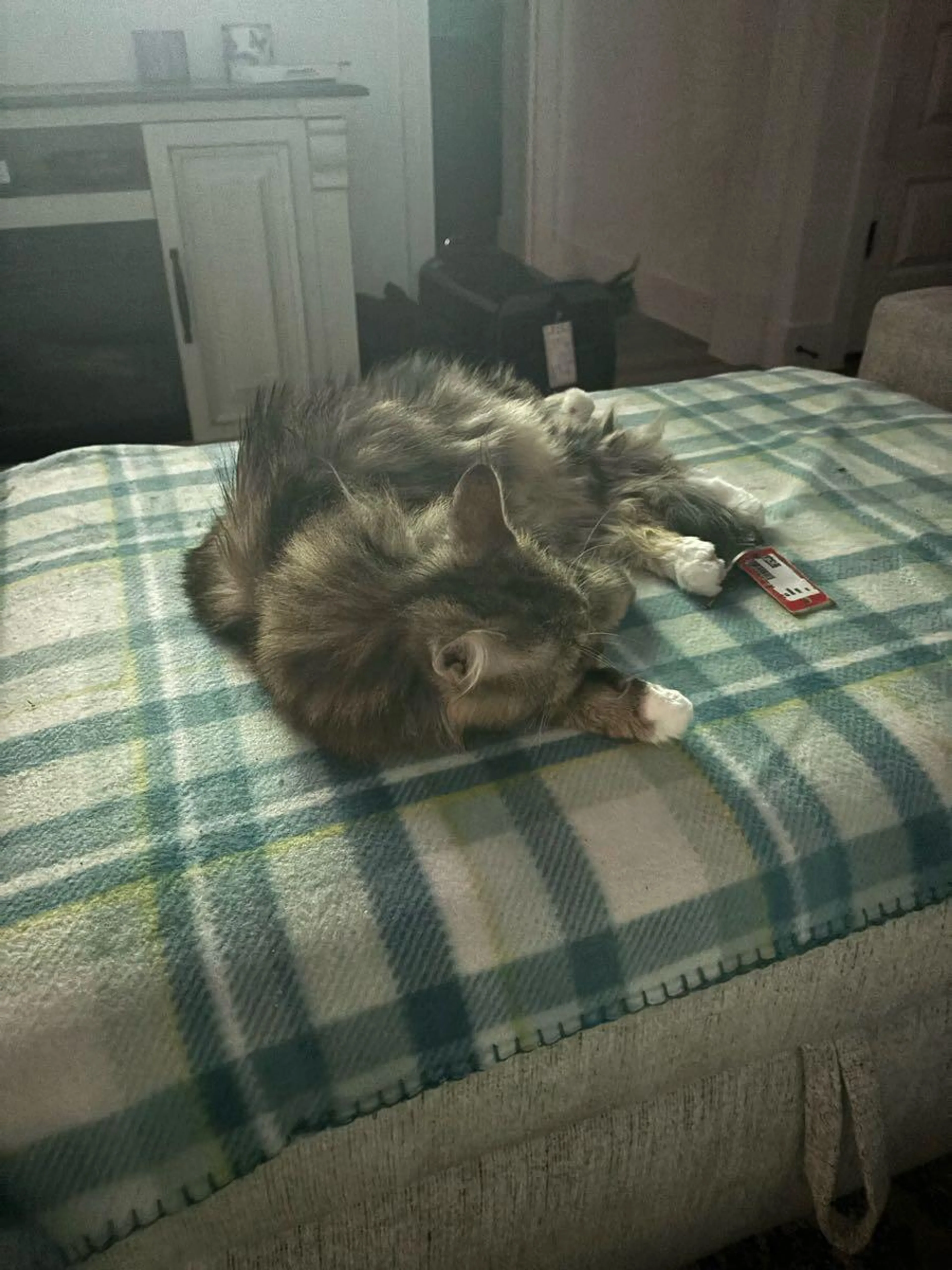 Lost pet