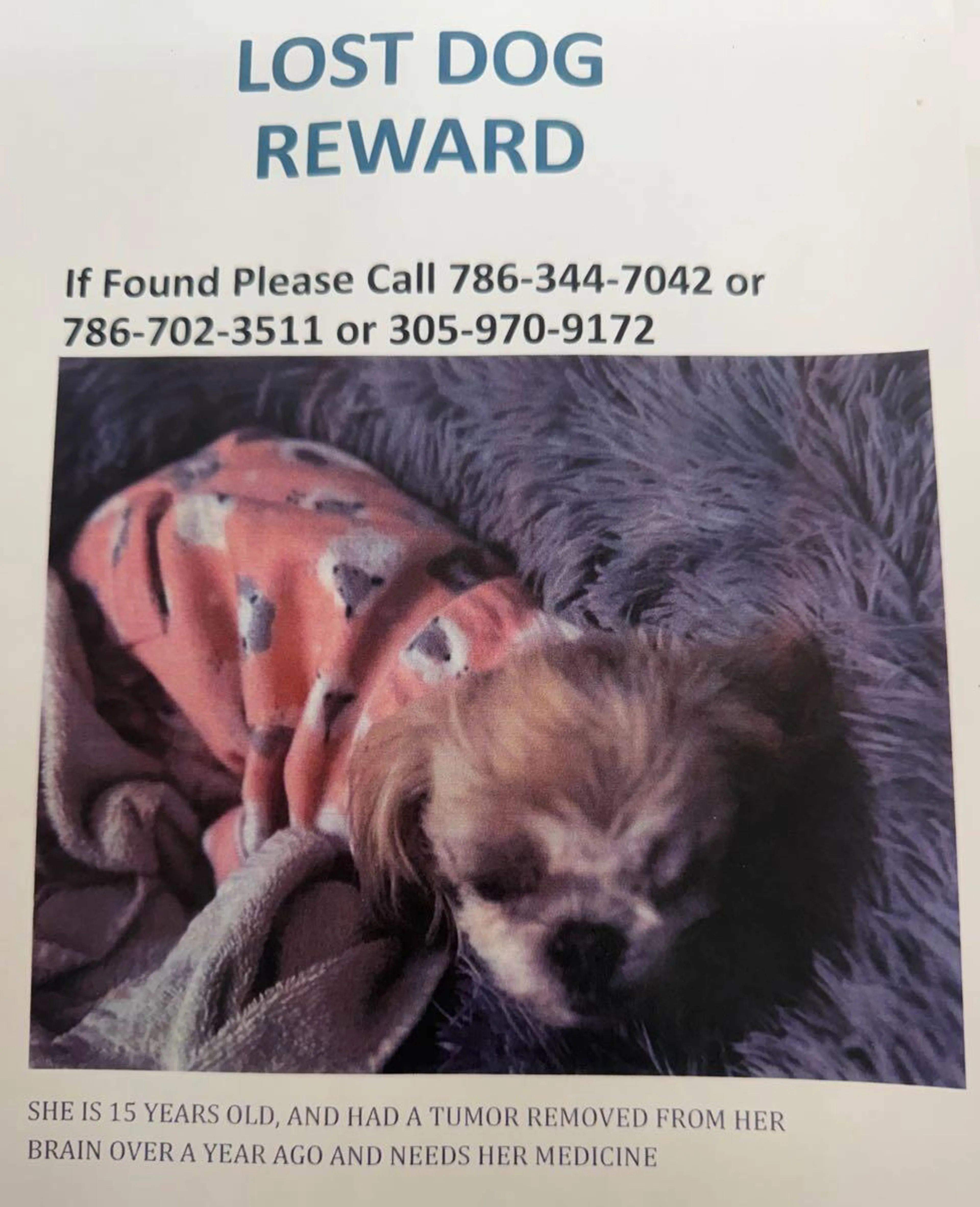 Lost pet