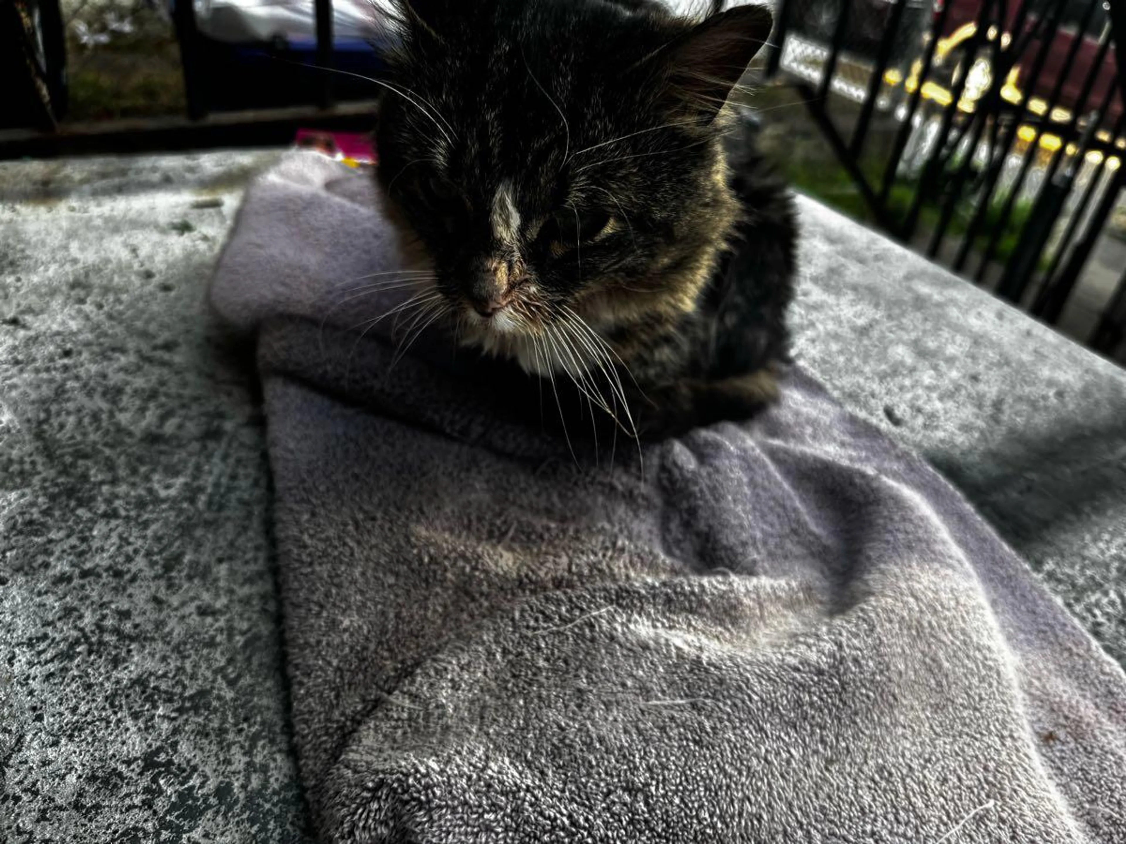 Found pet