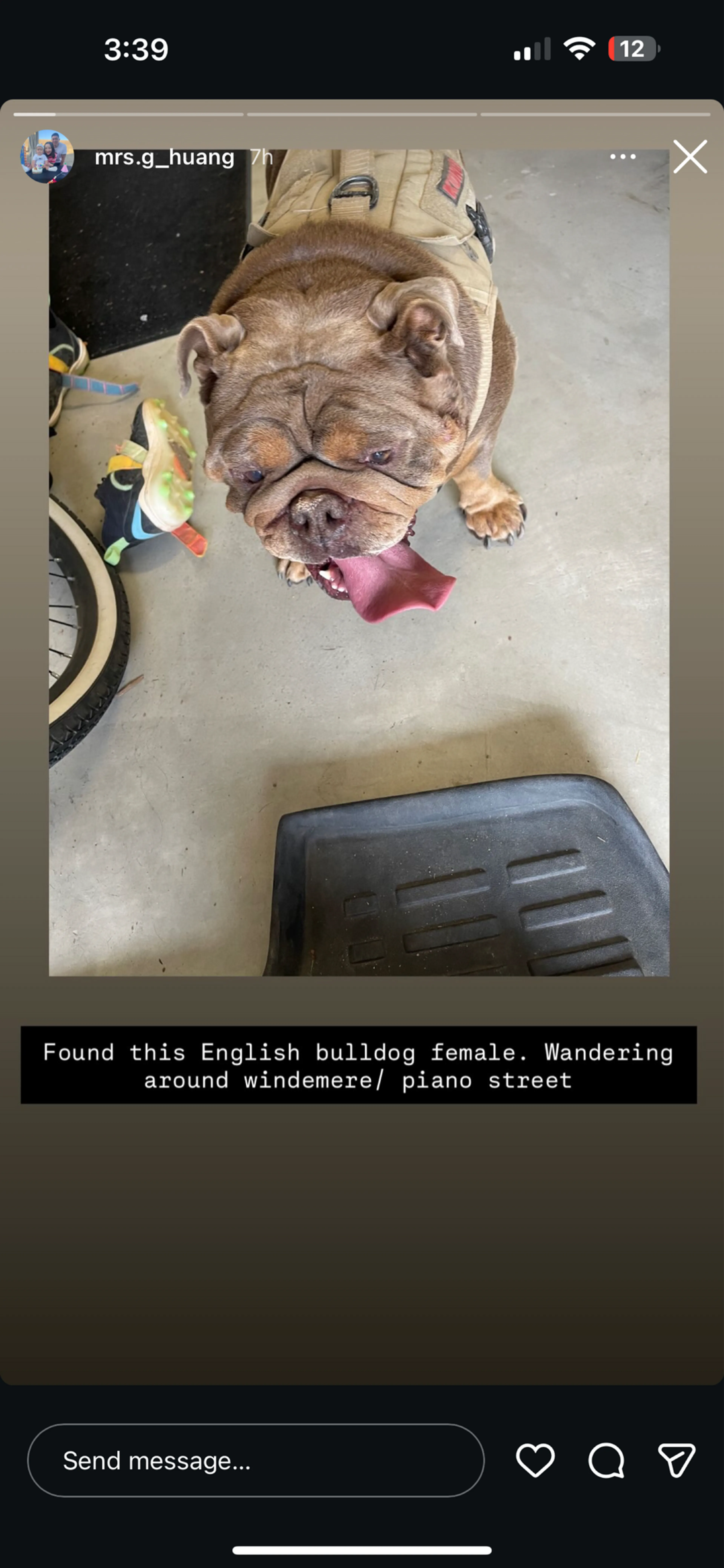 Found pet