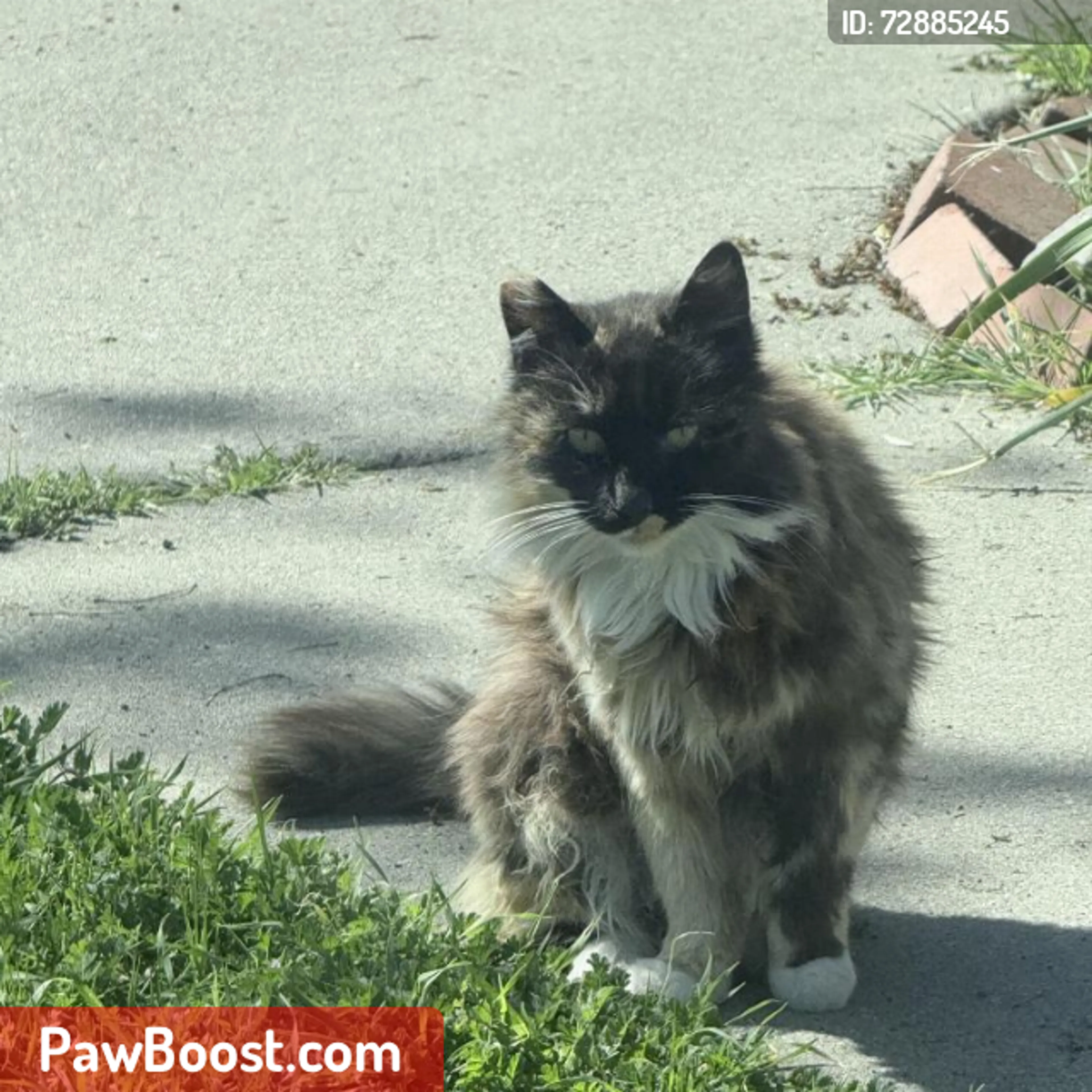 Lost pet