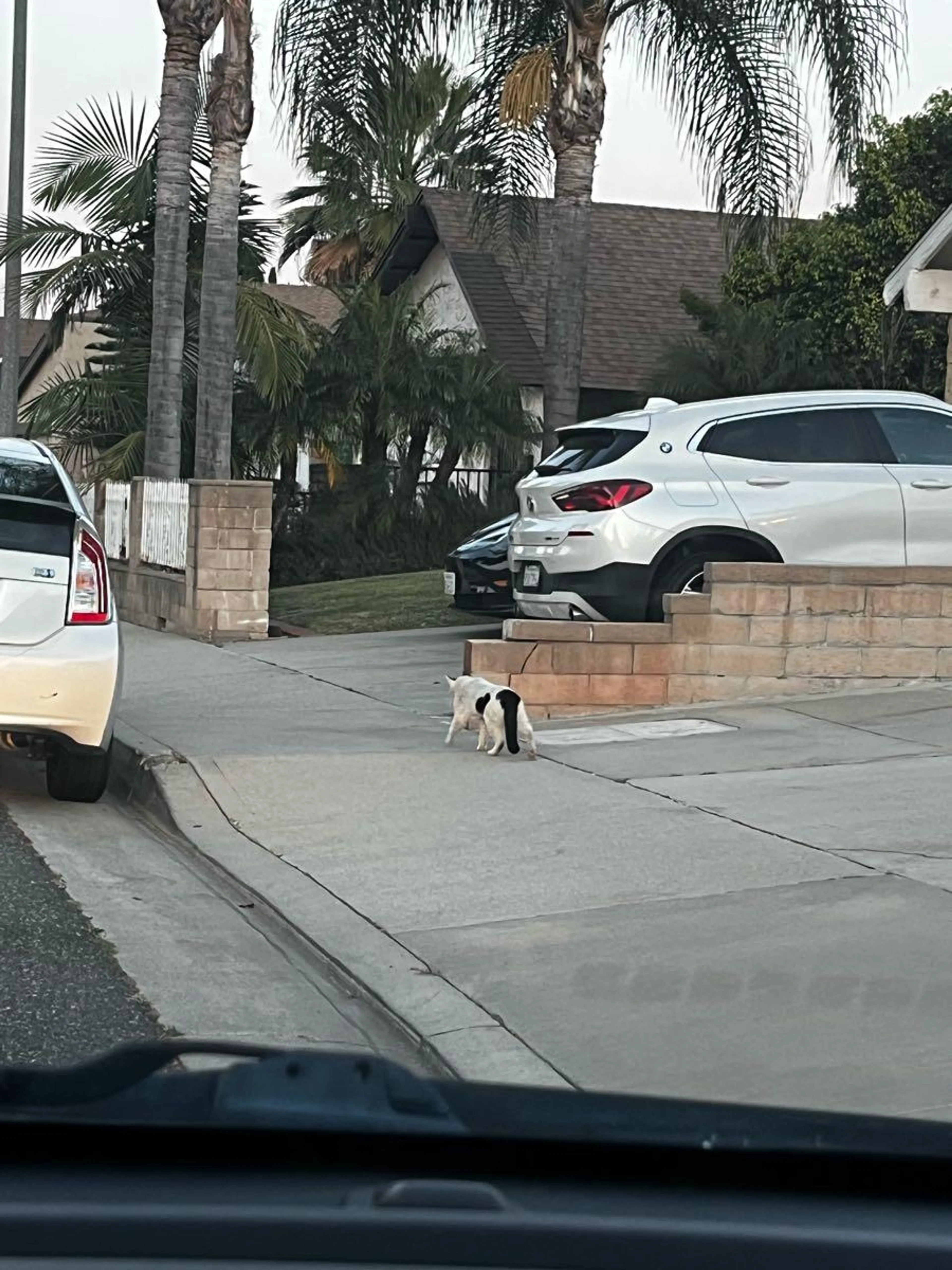 Found pet
