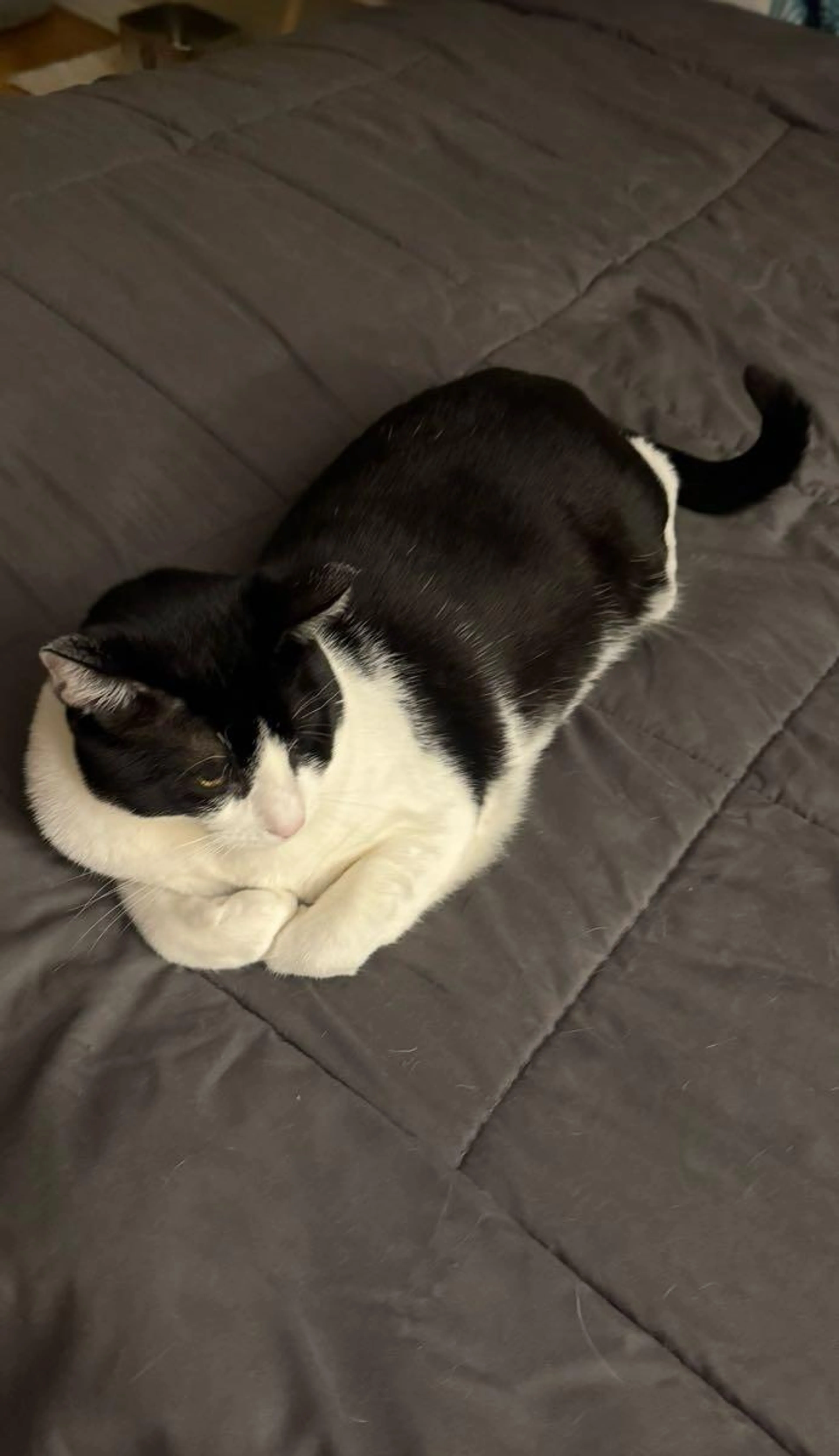 Lost pet
