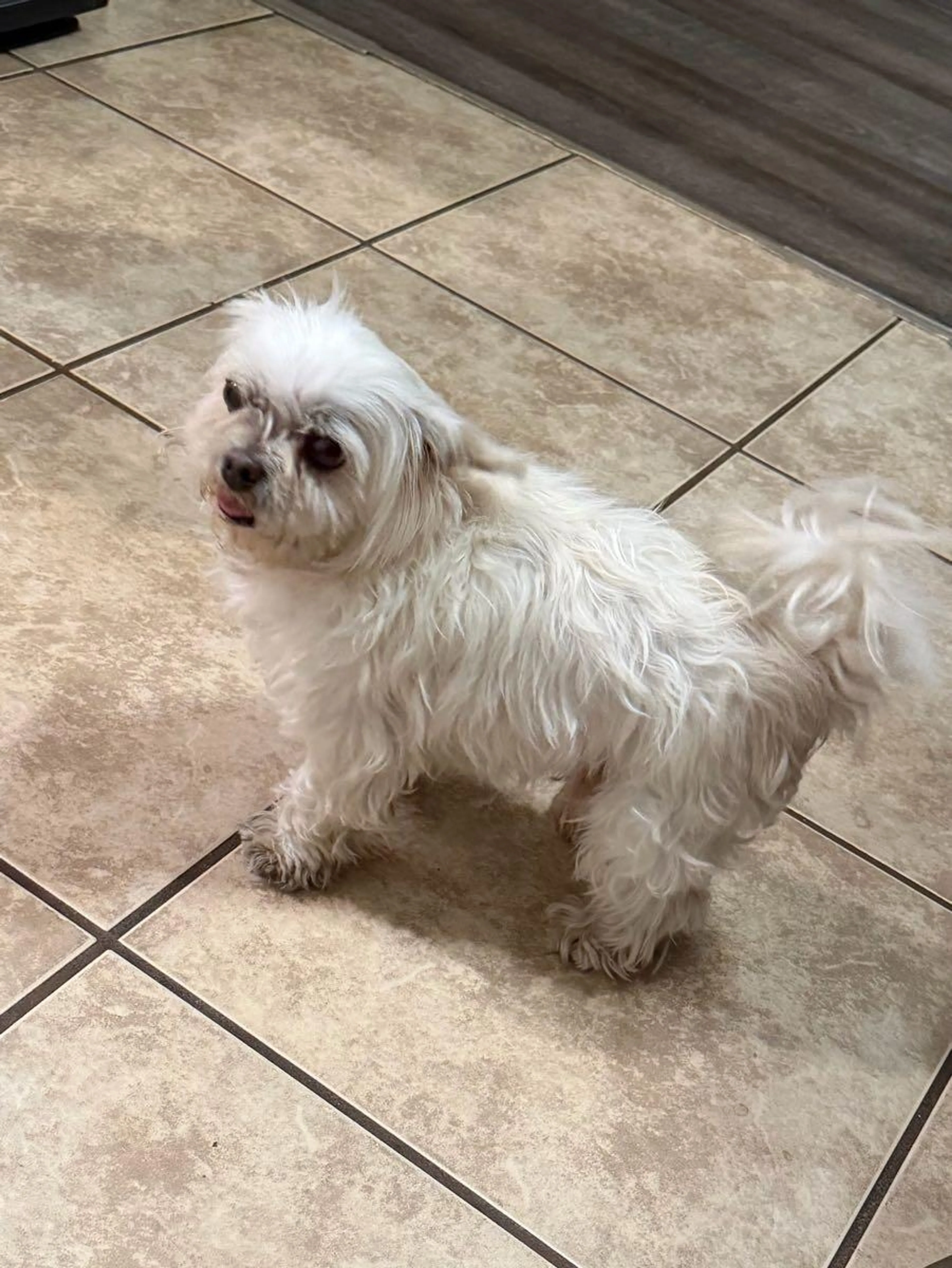 Found pet